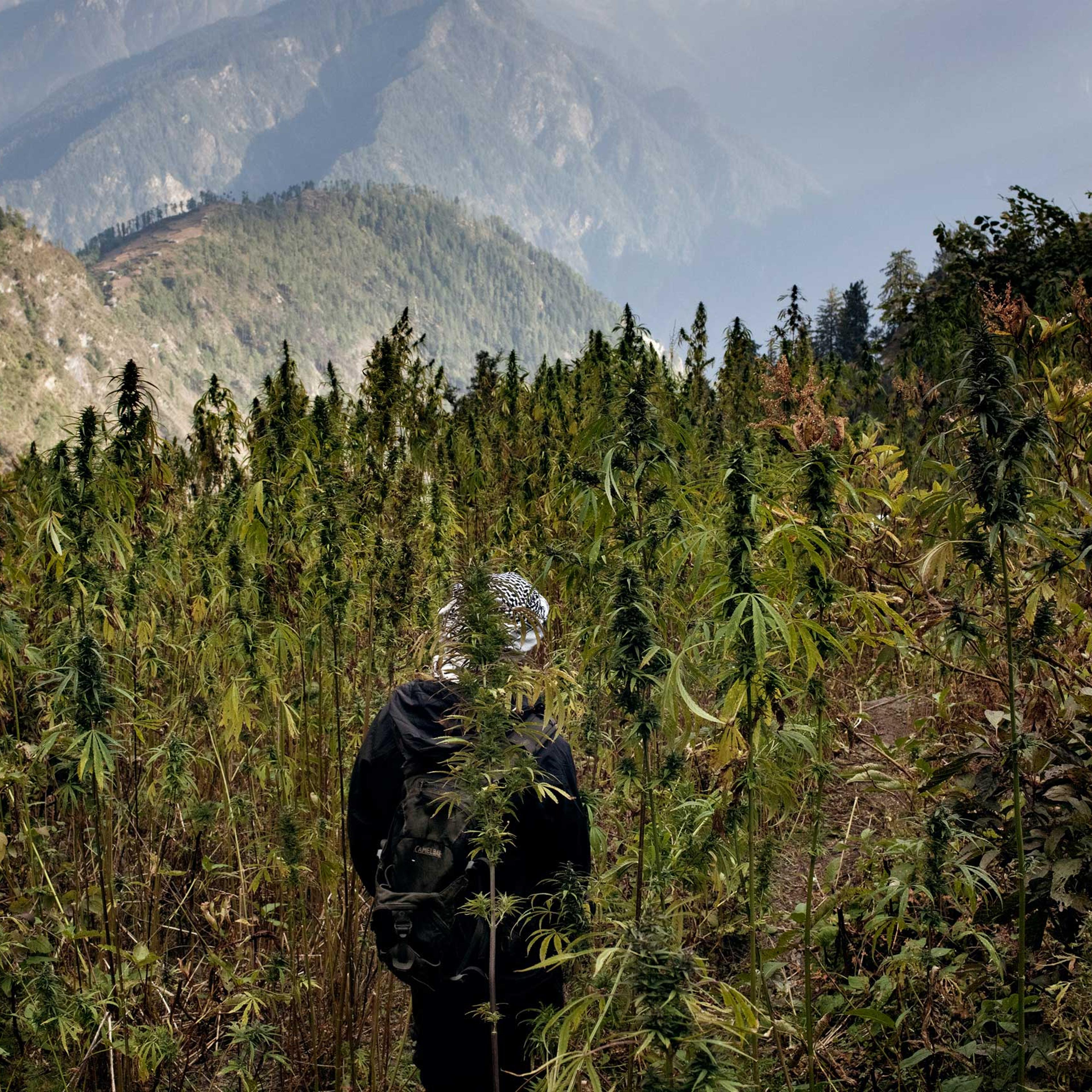 A villager walks through a cannabis field in Oct. 2013.