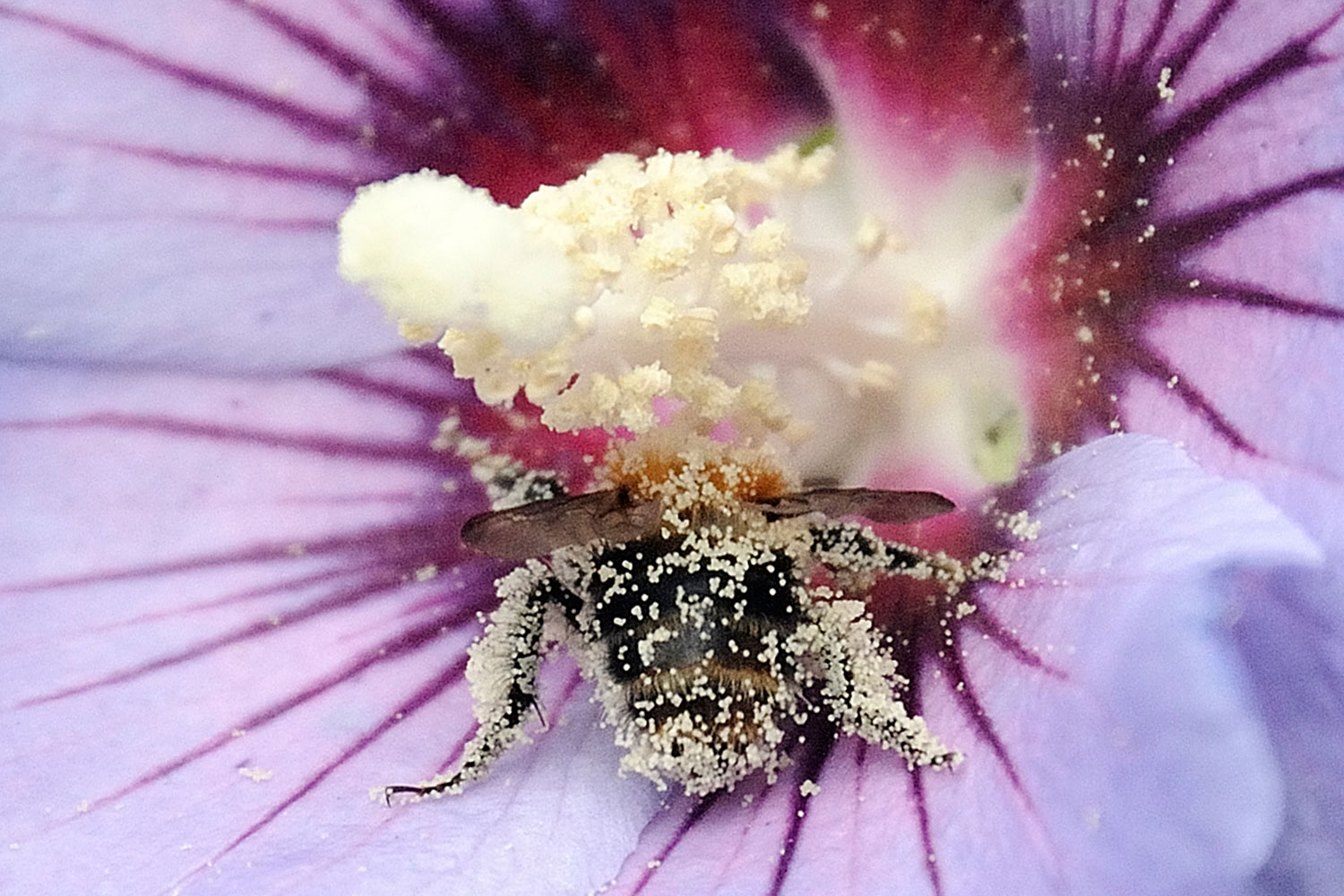 A bee full of pollen sits in a blossom in Gelsenkirchen, Germany, July 18, 2011.