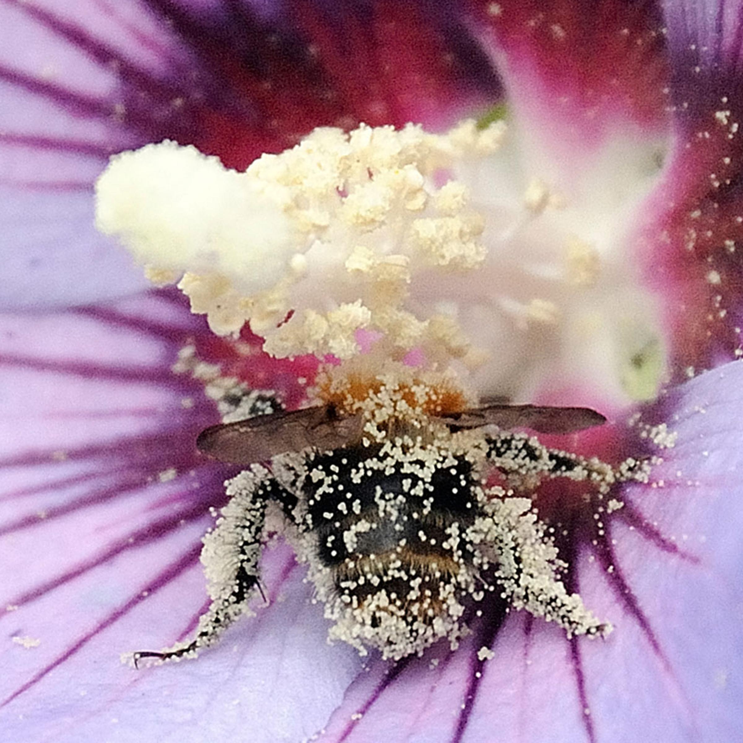 A bee full of pollen sits in a blossom in Gelsenkirchen, Germany, July 18, 2011.