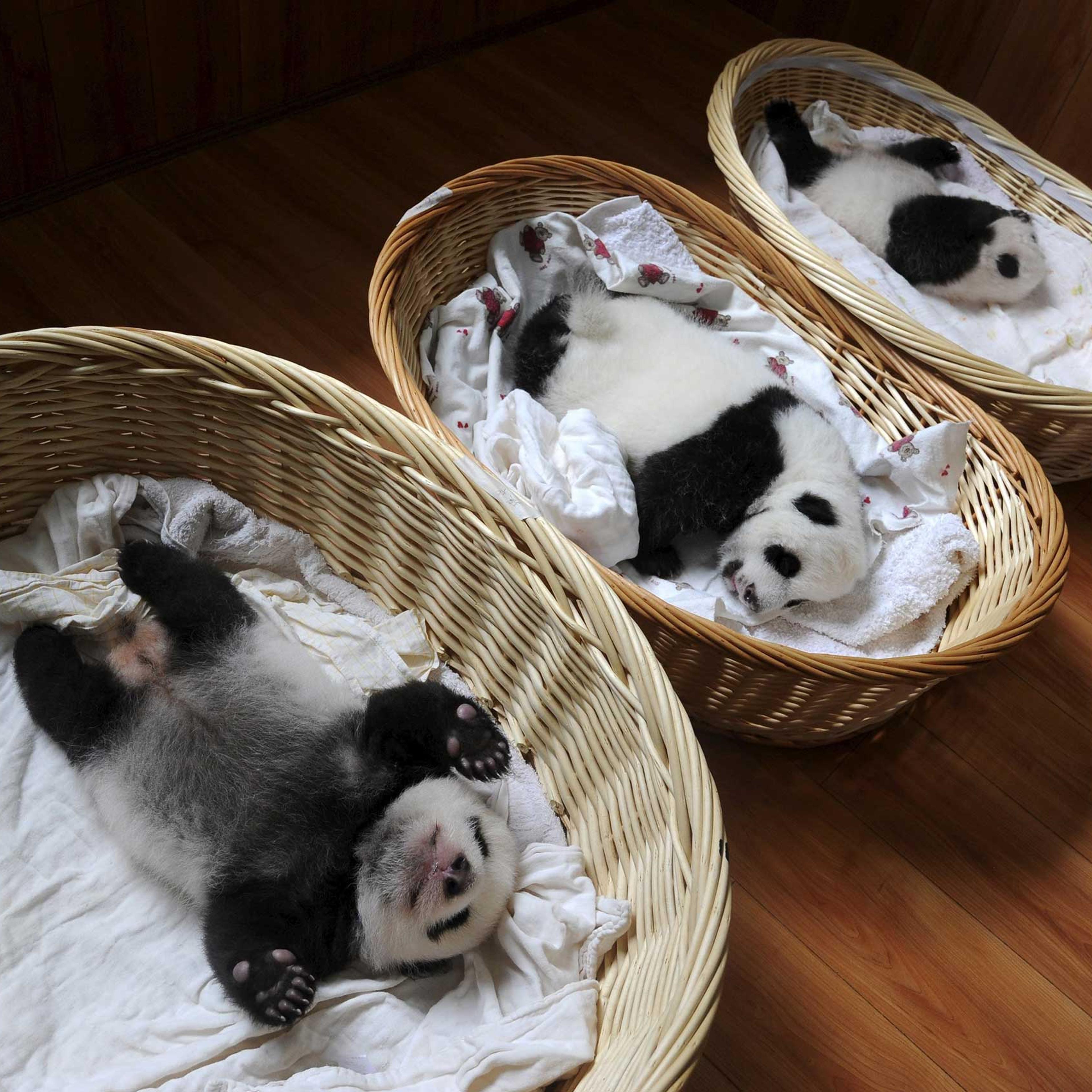 Giant panda cubs are seen inside baskets during their debut appearance to visitors at a giant panda breeding centre in Ya'an