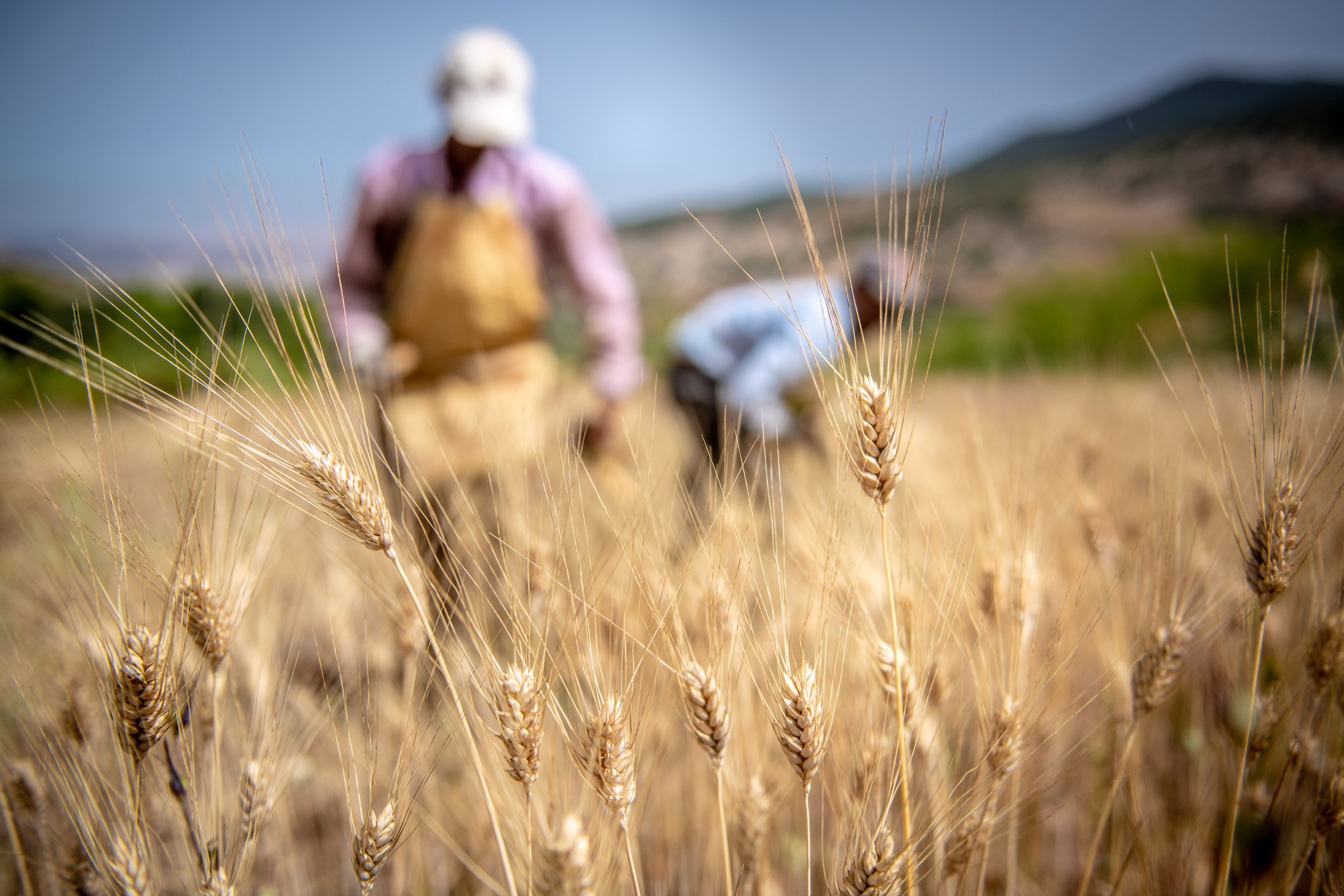 farmers-world-food-program