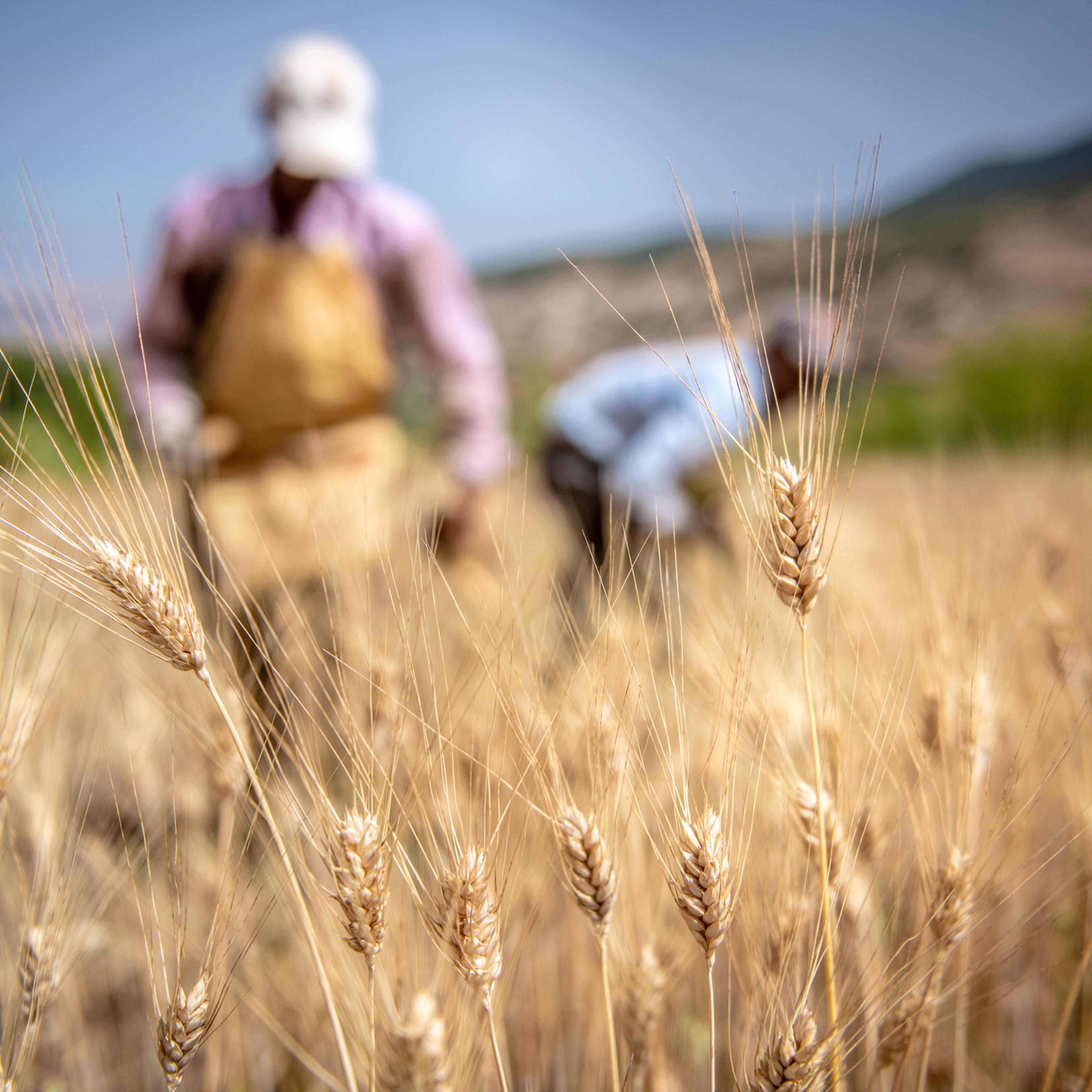 farmers-world-food-program