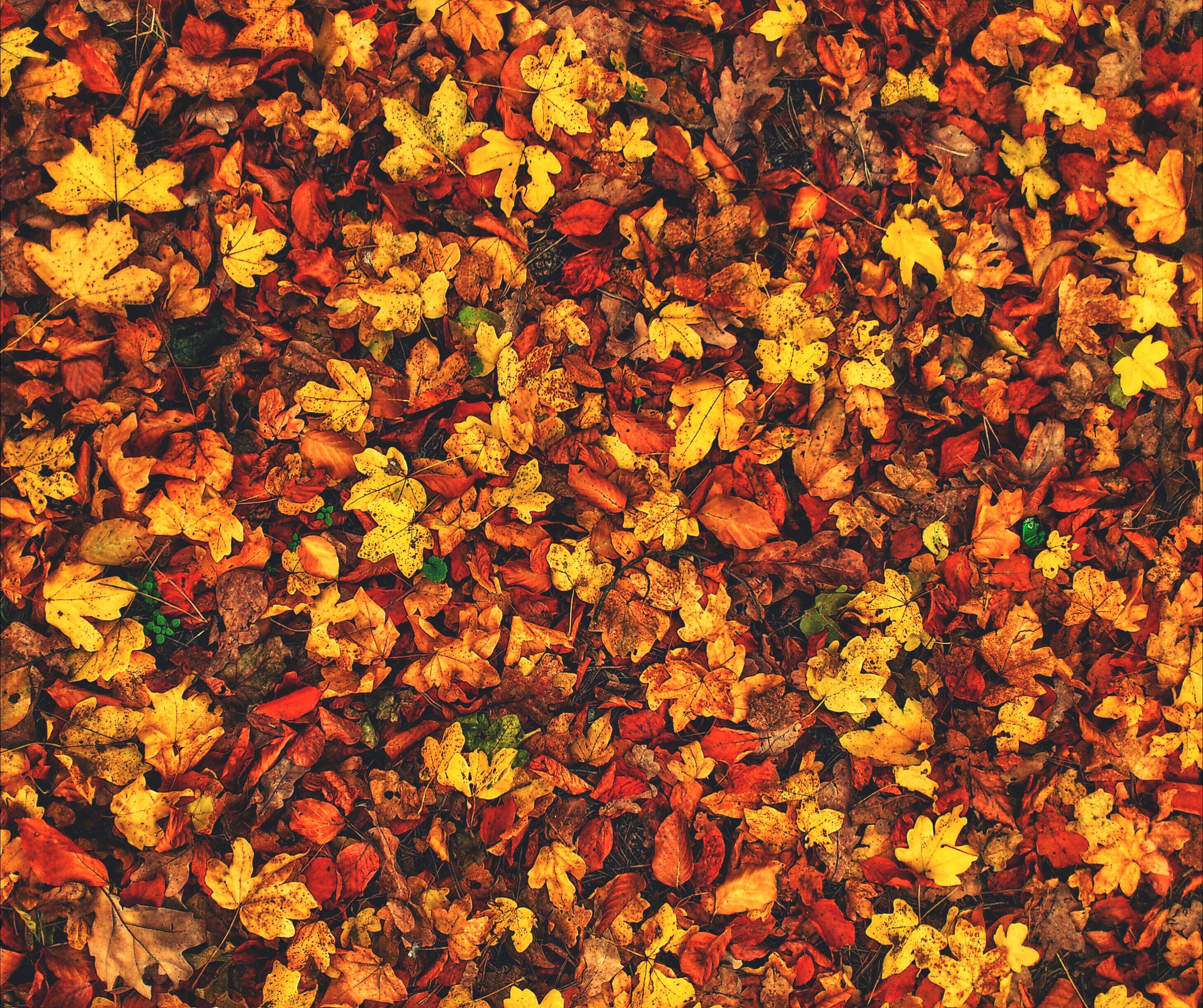 fall weather forecast leaves