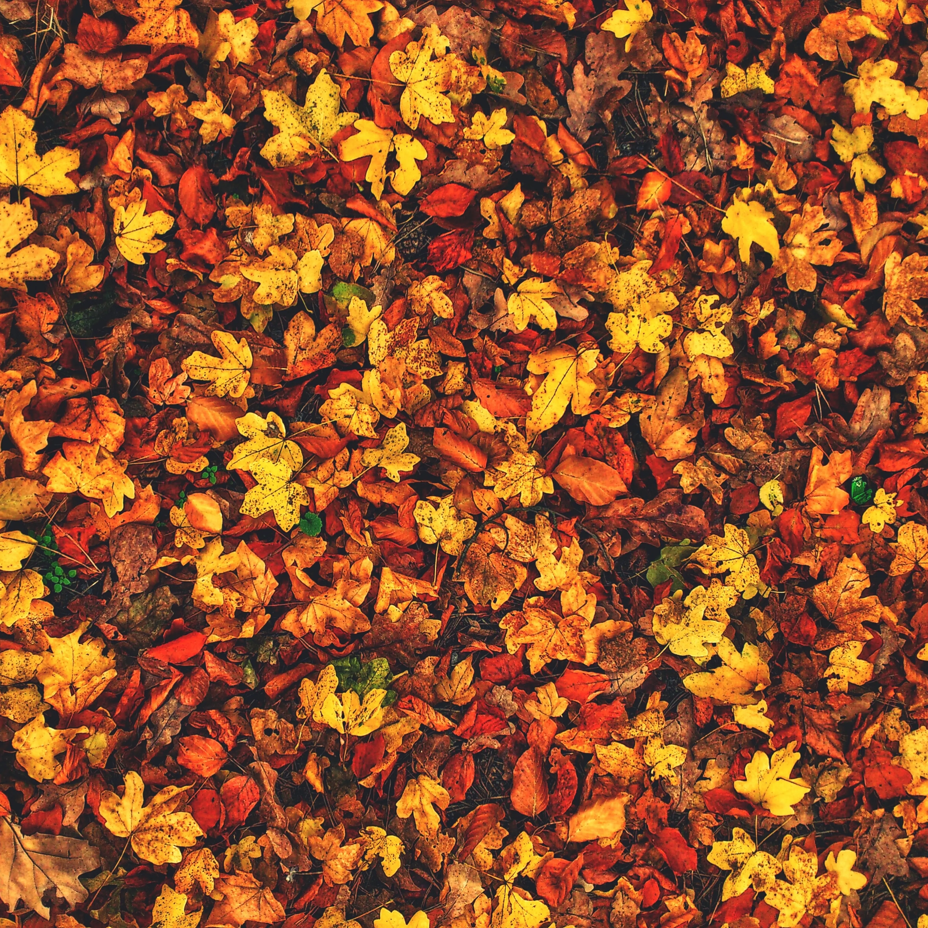 fall weather forecast leaves