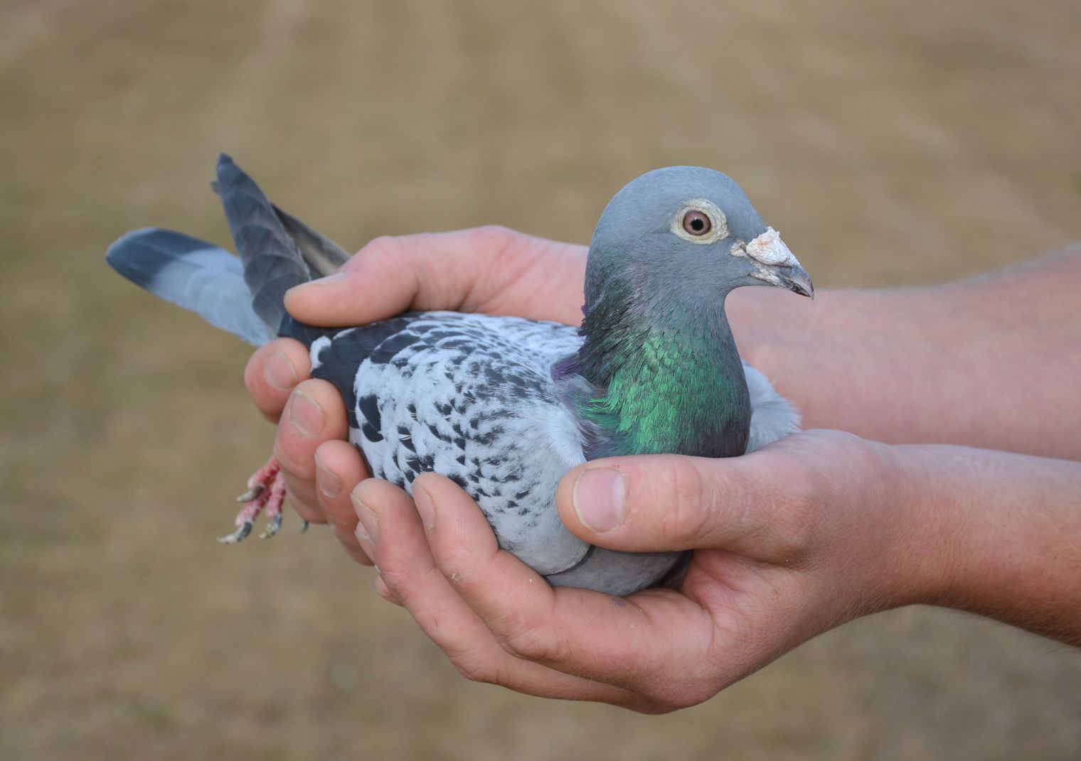 Racing pigeon Armando