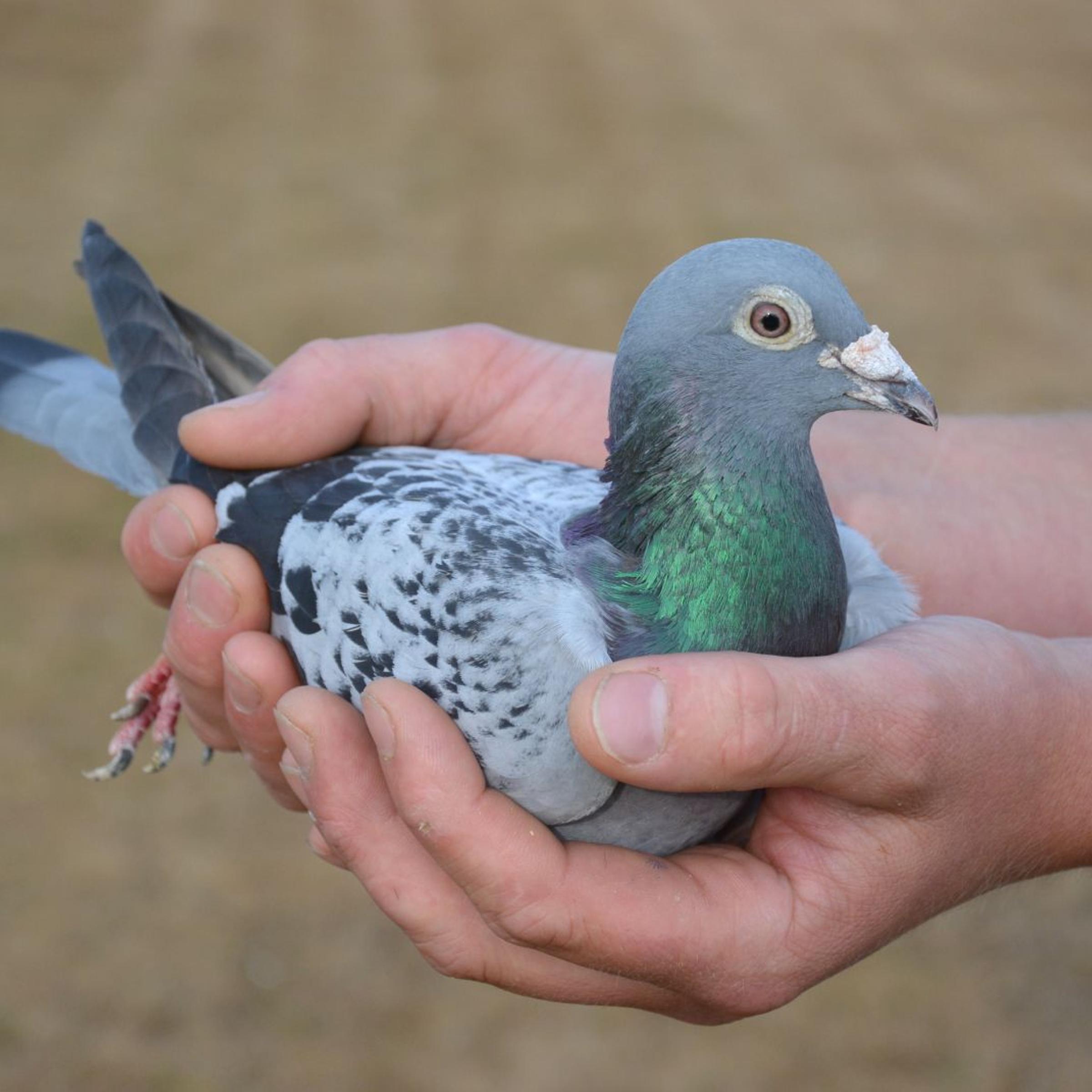 Racing pigeon Armando