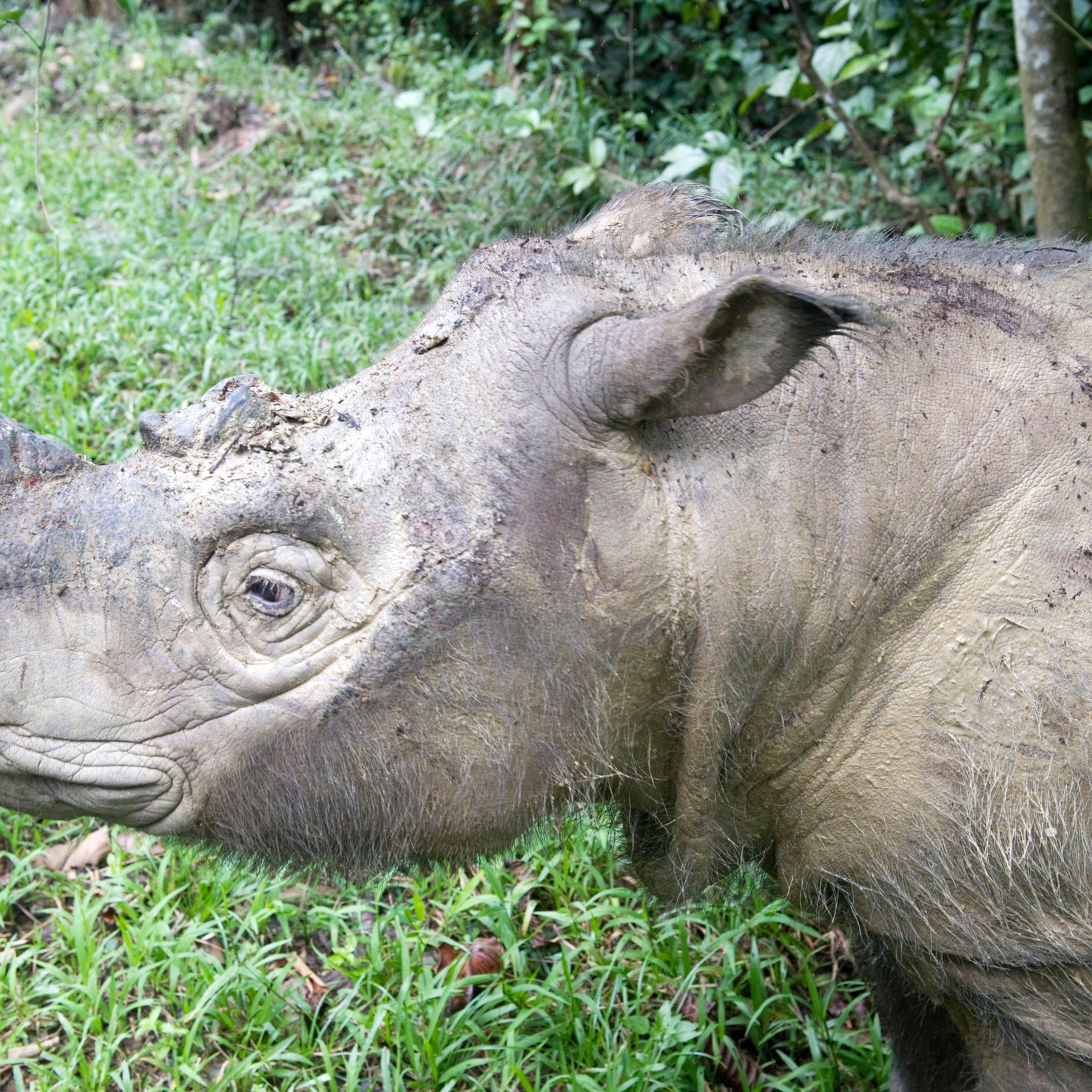 Male Sumatran rhino (Borneo rhino) (Dicerorhinus sumatrensis) in wallow, Tabin Reserve, Sabah, Borneo, Malaysia, Southeast Asia, Asia