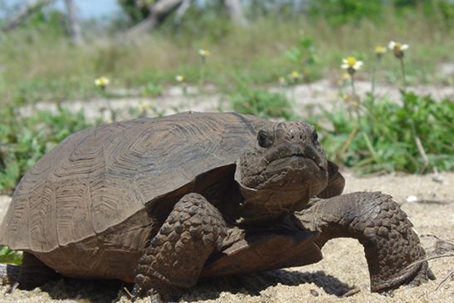 A gopher tortoise.