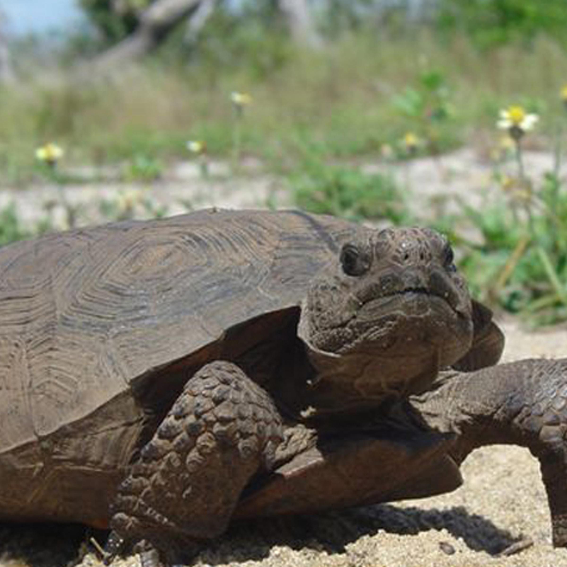 A gopher tortoise.