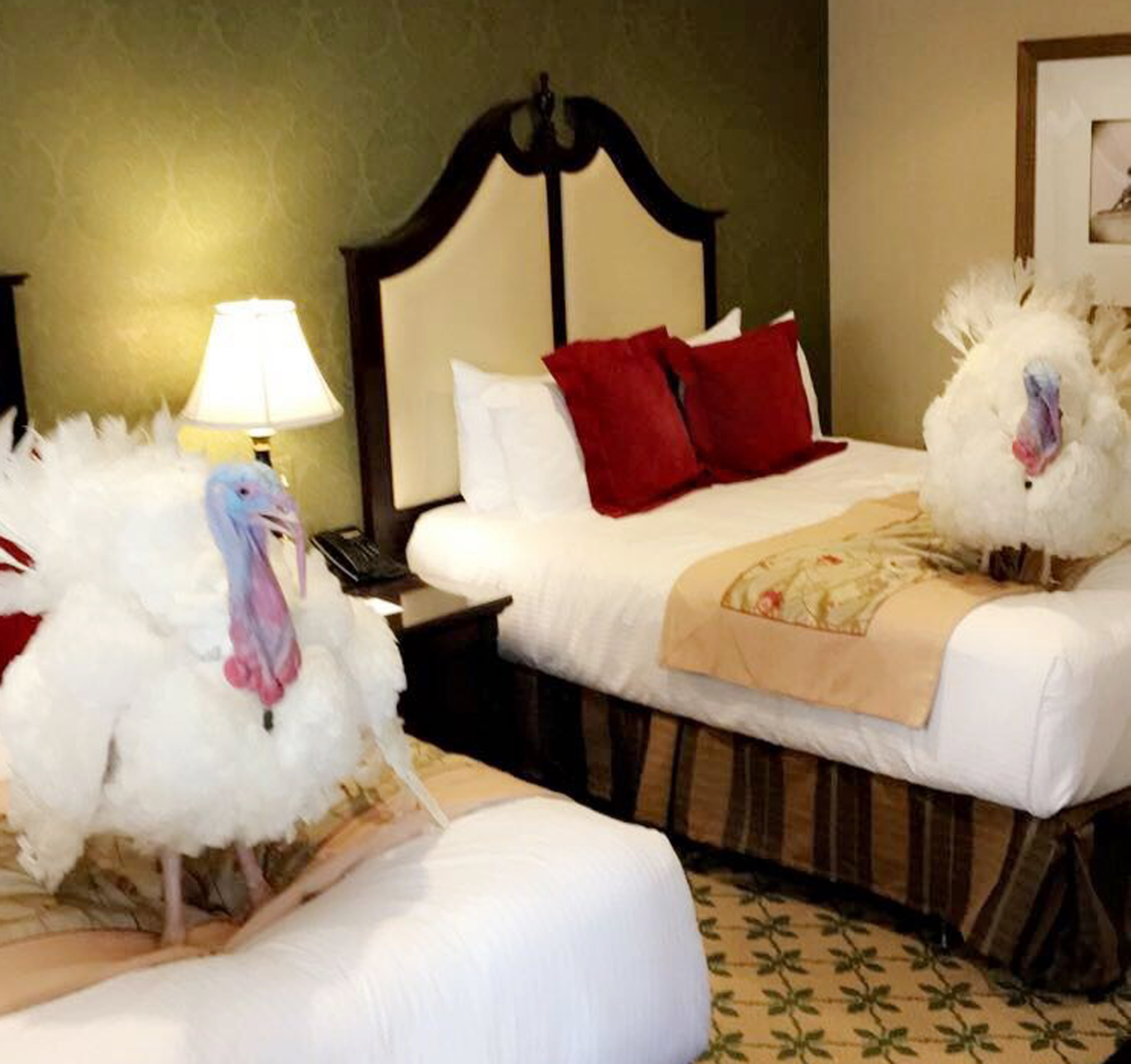 Trump Presidential Turkeys, Washington, USA - 20 Nov 2017