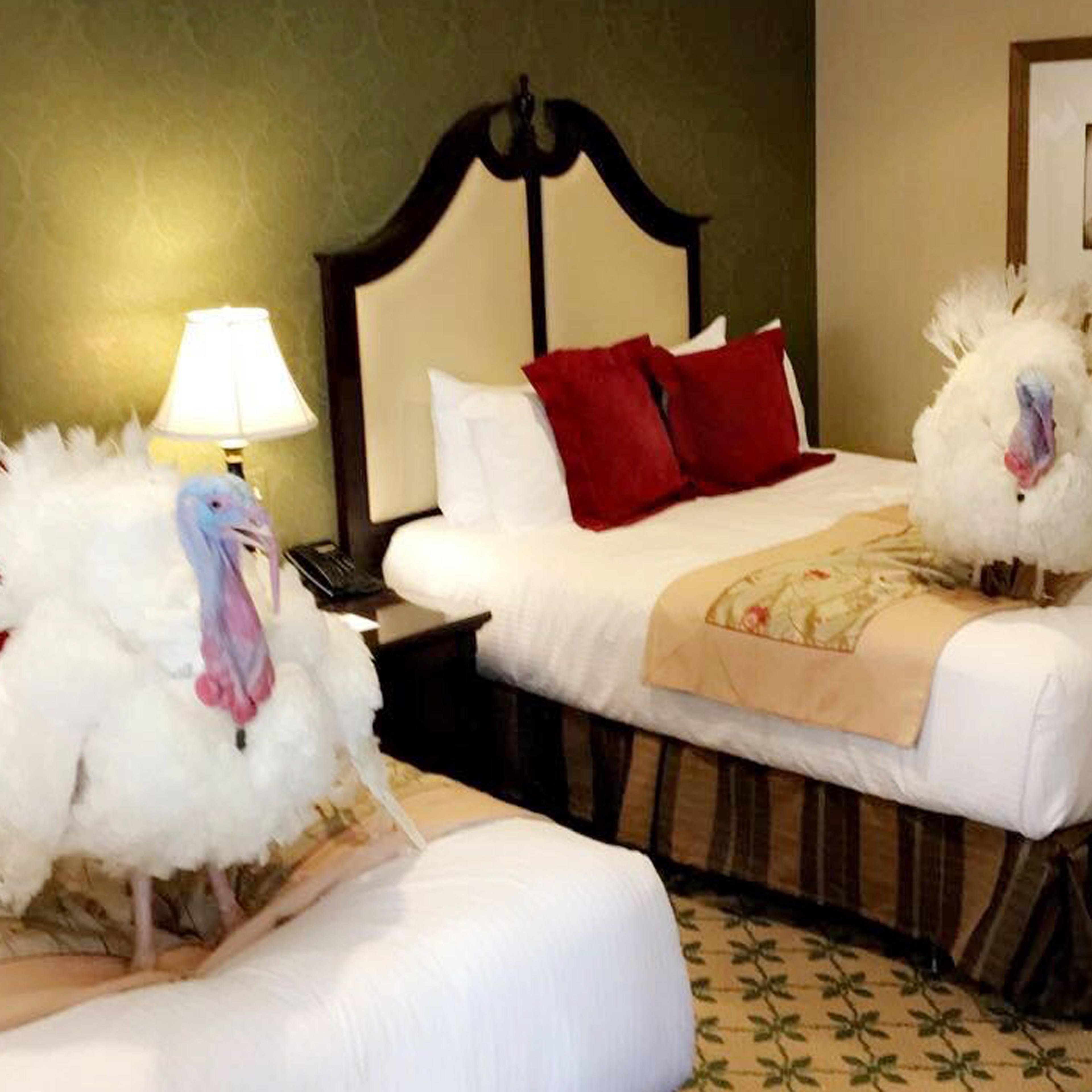 Trump Presidential Turkeys, Washington, USA - 20 Nov 2017