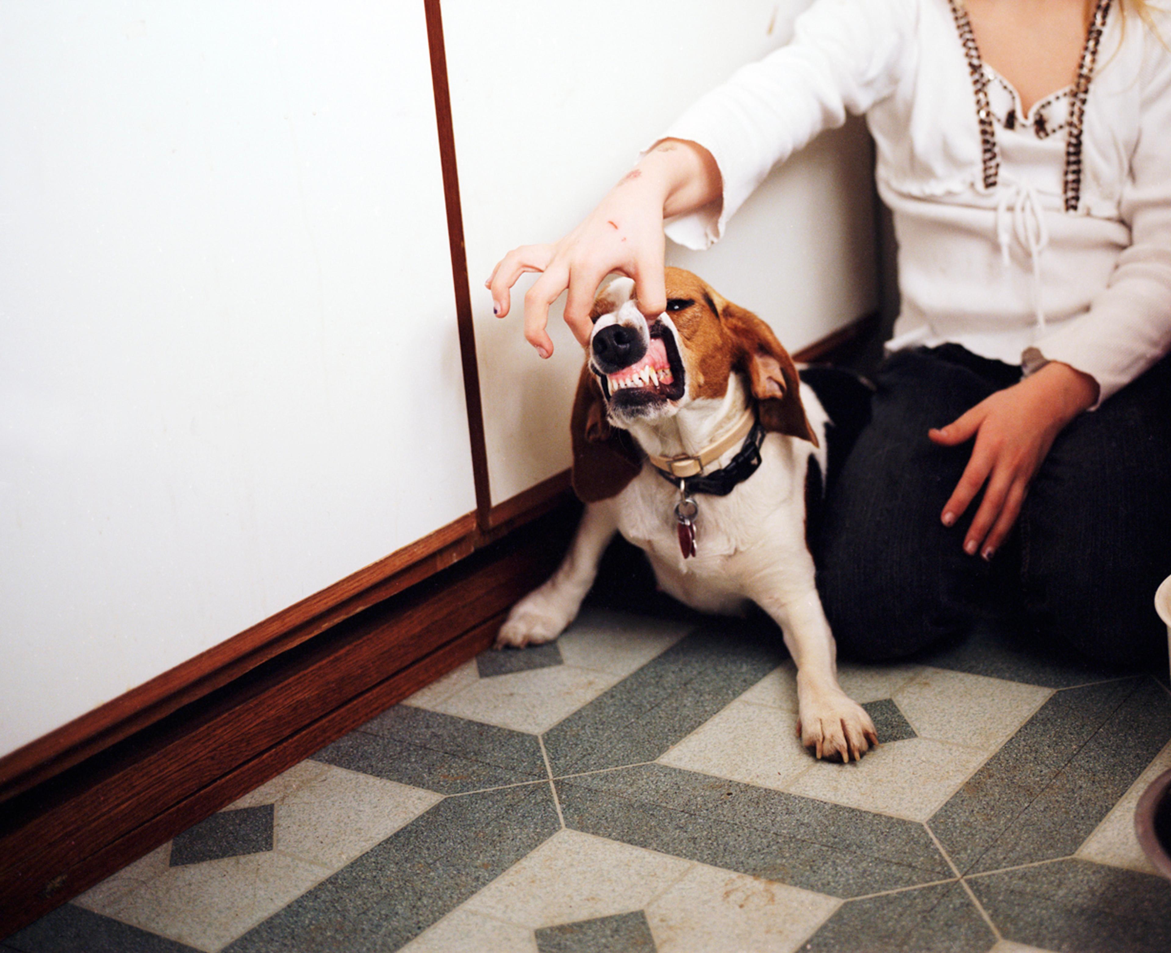 Beagles smile for every picture. 2010