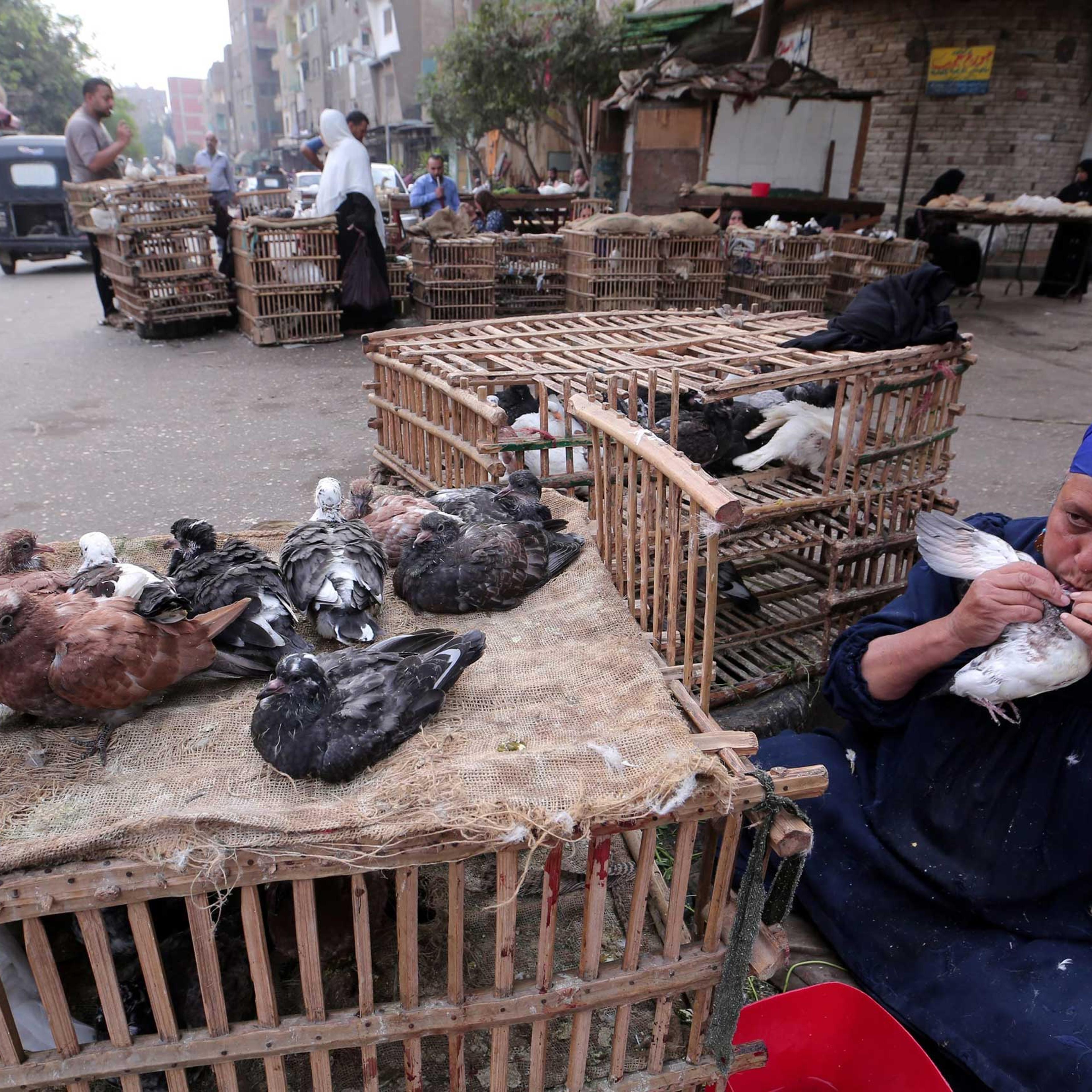 A poultry merchant feeds a pigeon from her mouth in a popular market in Cairo, Egypt, Nov. 19 2014.