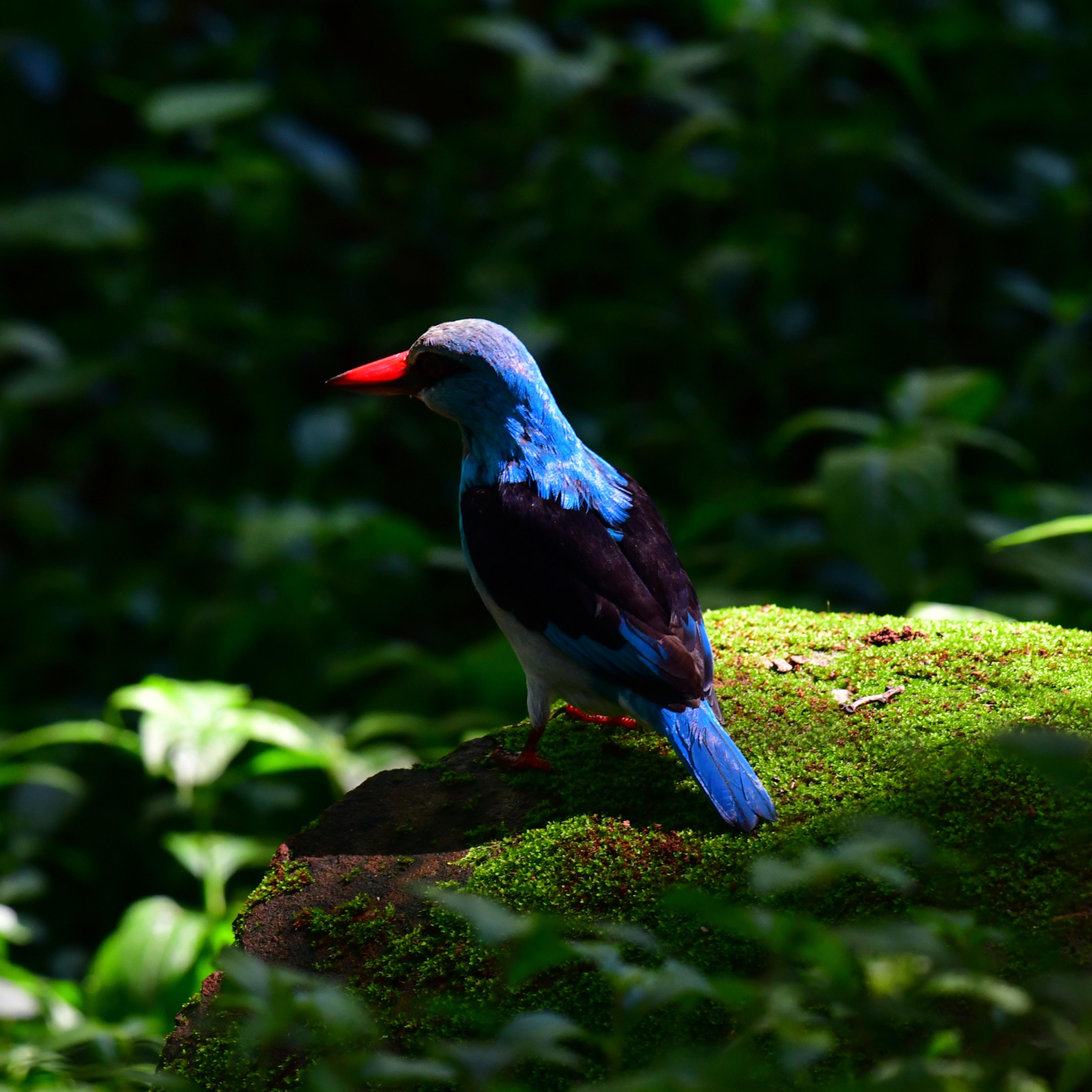 Blue-breasted kingfisher