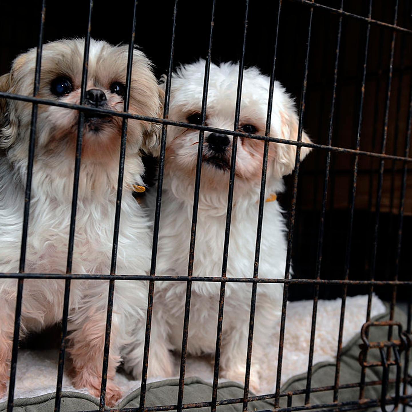 Two dogs, rescued from a puppy mill, huddle up in their cage in the back of a truck on Feb. 2, 2013.