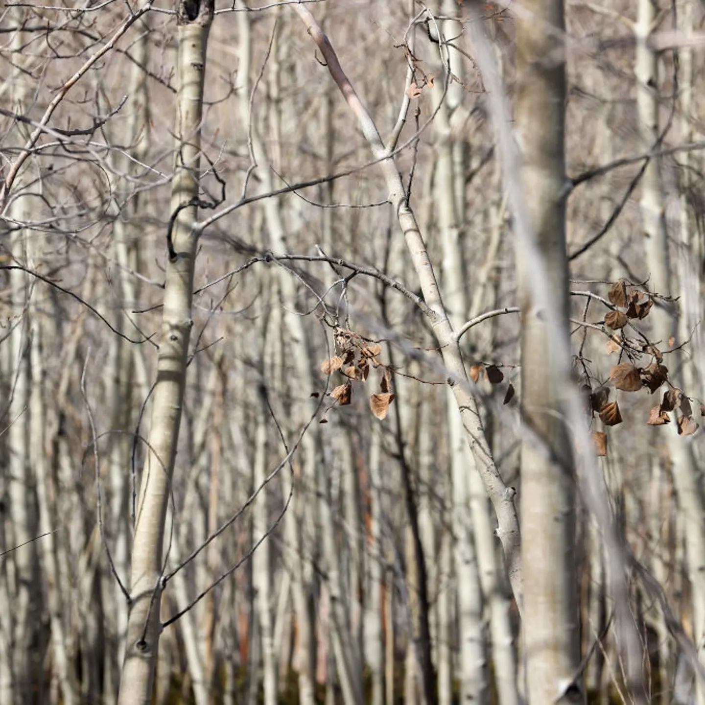 Pando trees ‘Quaking aspen’ also known as the trembling giant are one of the oldest living organisms. They are seen here at Fish Lake National Forest in Utah, United States on Nov. 27, 2021.