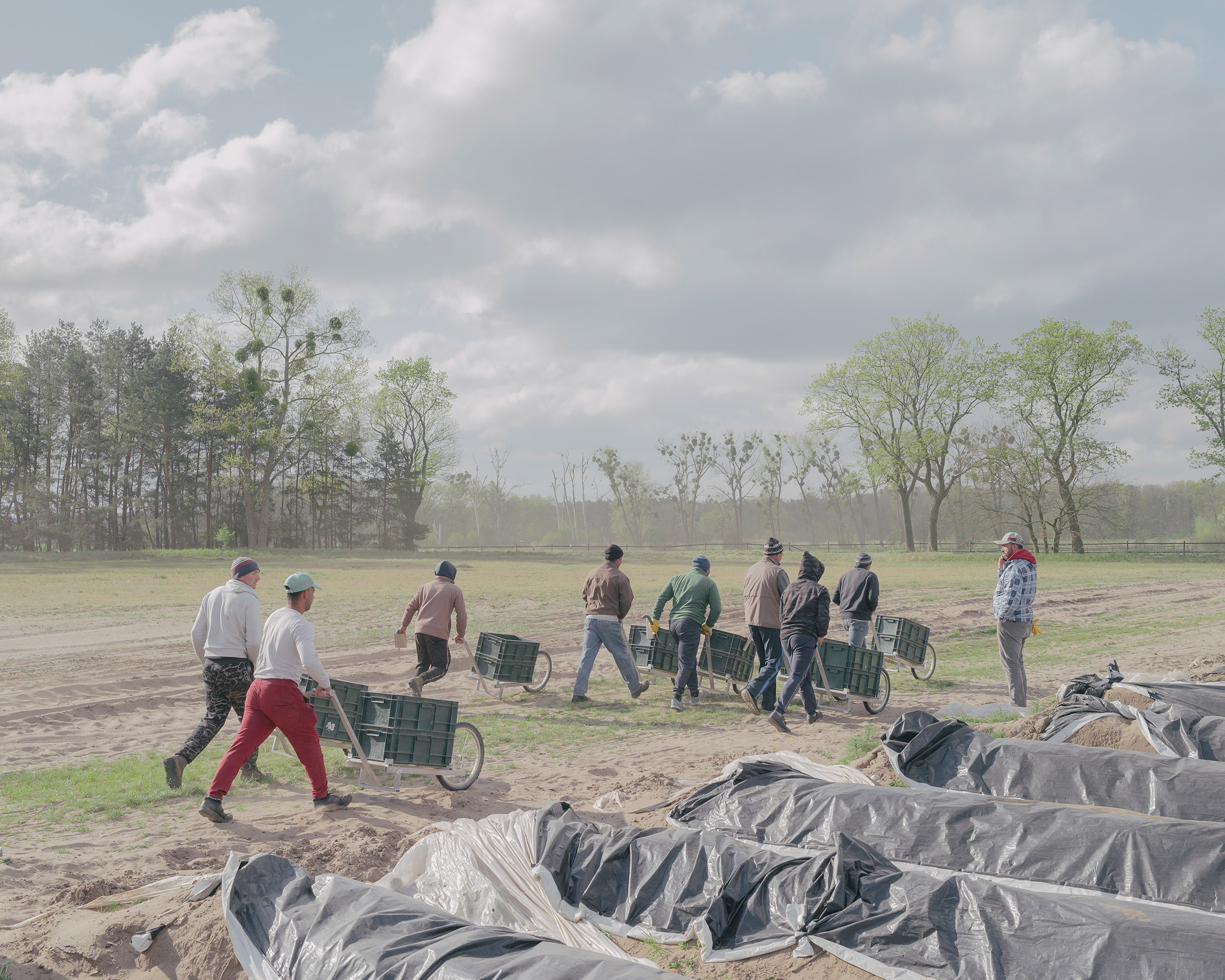 Romanian seasonal workers, who came to Germany before the entry ban, work on an asparagus plantation near Staffelde on April 25.