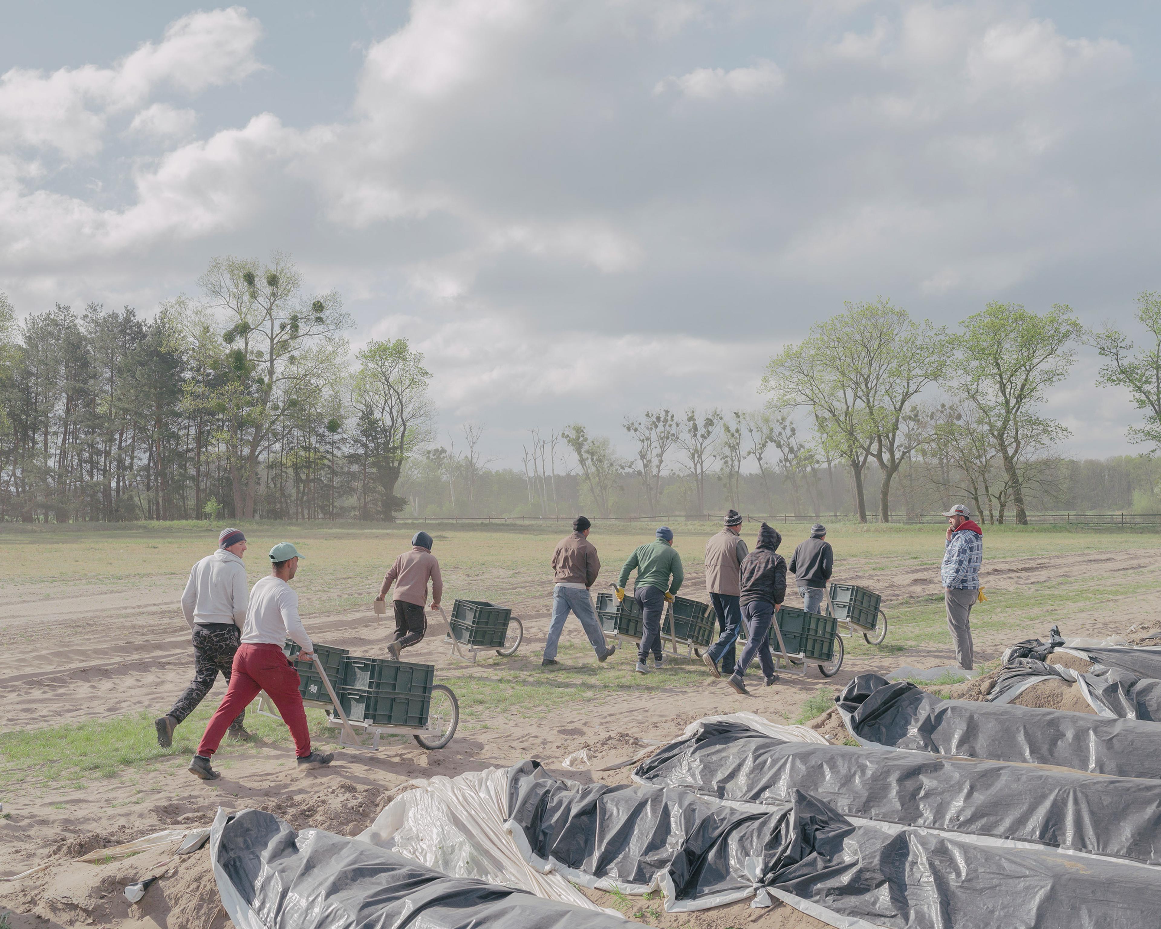 Romanian seasonal workers, who came to Germany before the entry ban, work on an asparagus plantation near Staffelde on April 25.