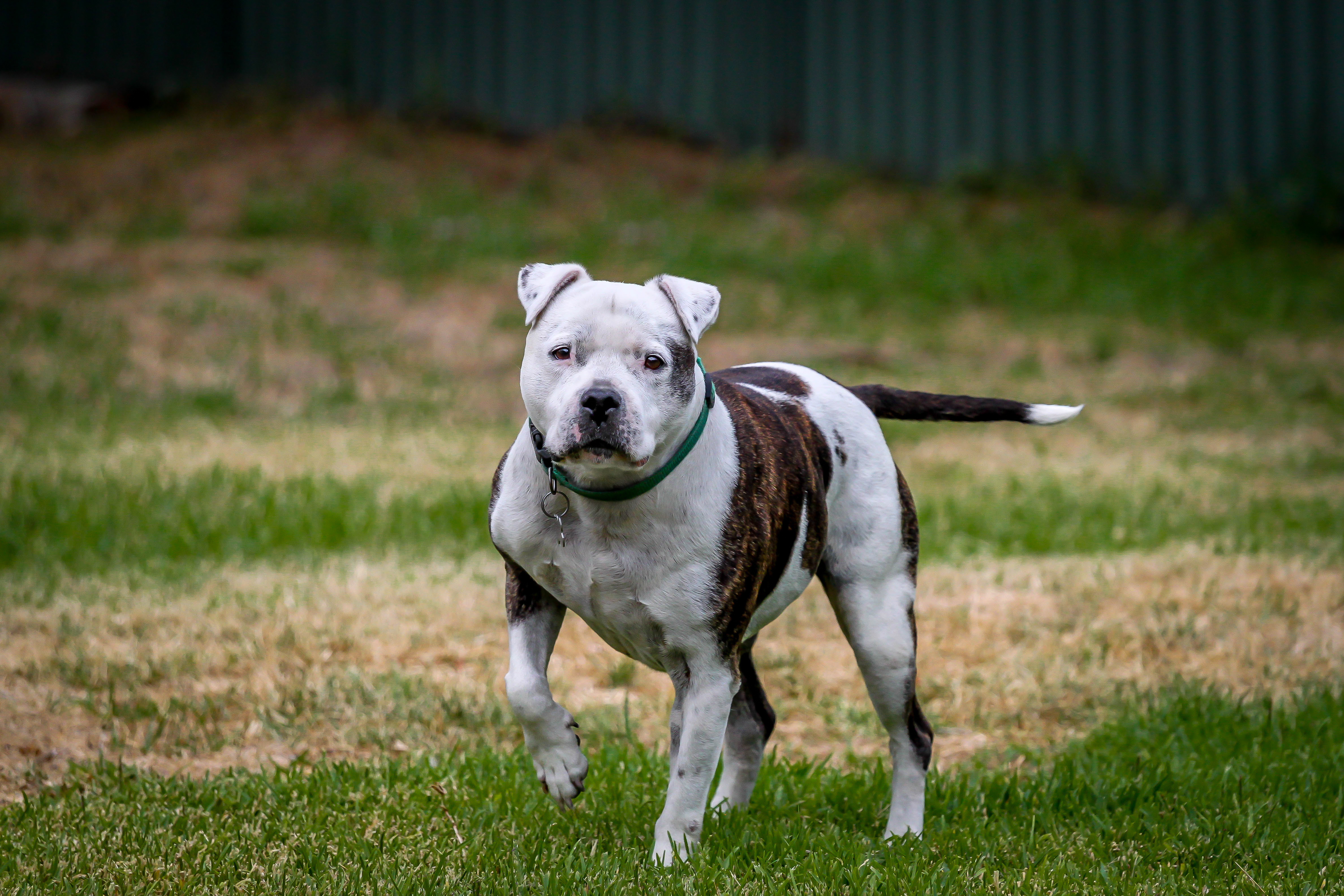 Dog lost at Atlanta Airport