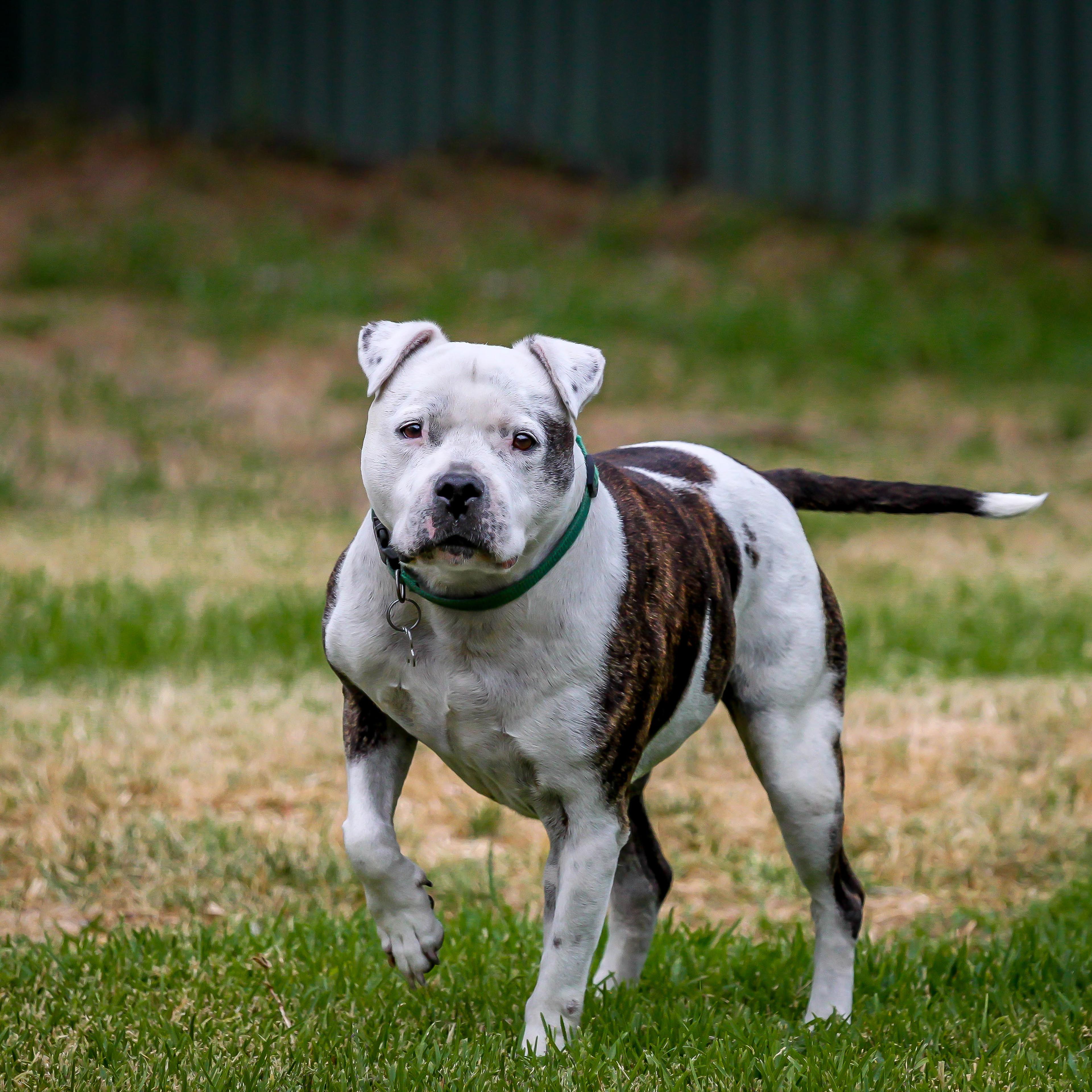 Dog lost at Atlanta Airport