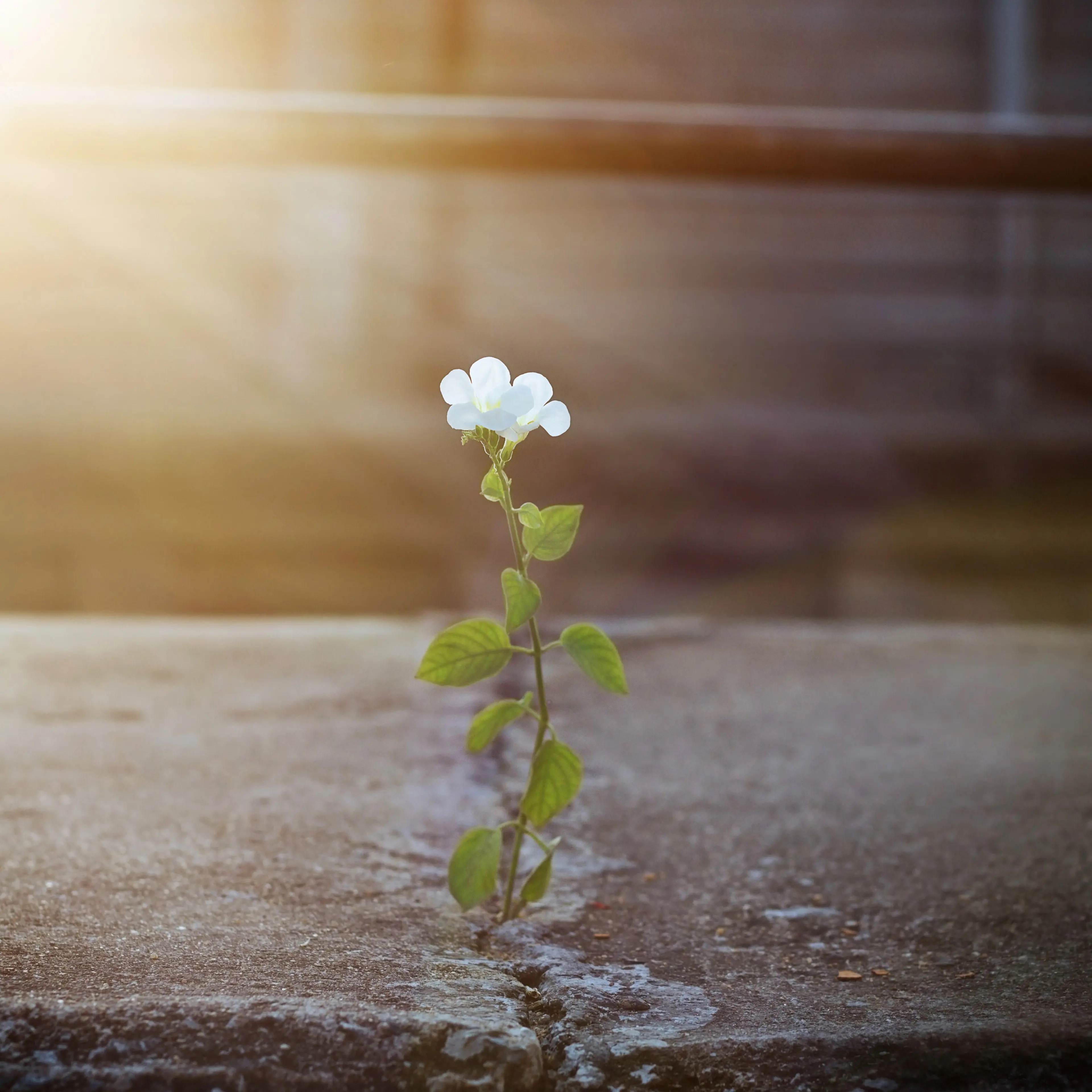 How-to-Be-More-Optimistic