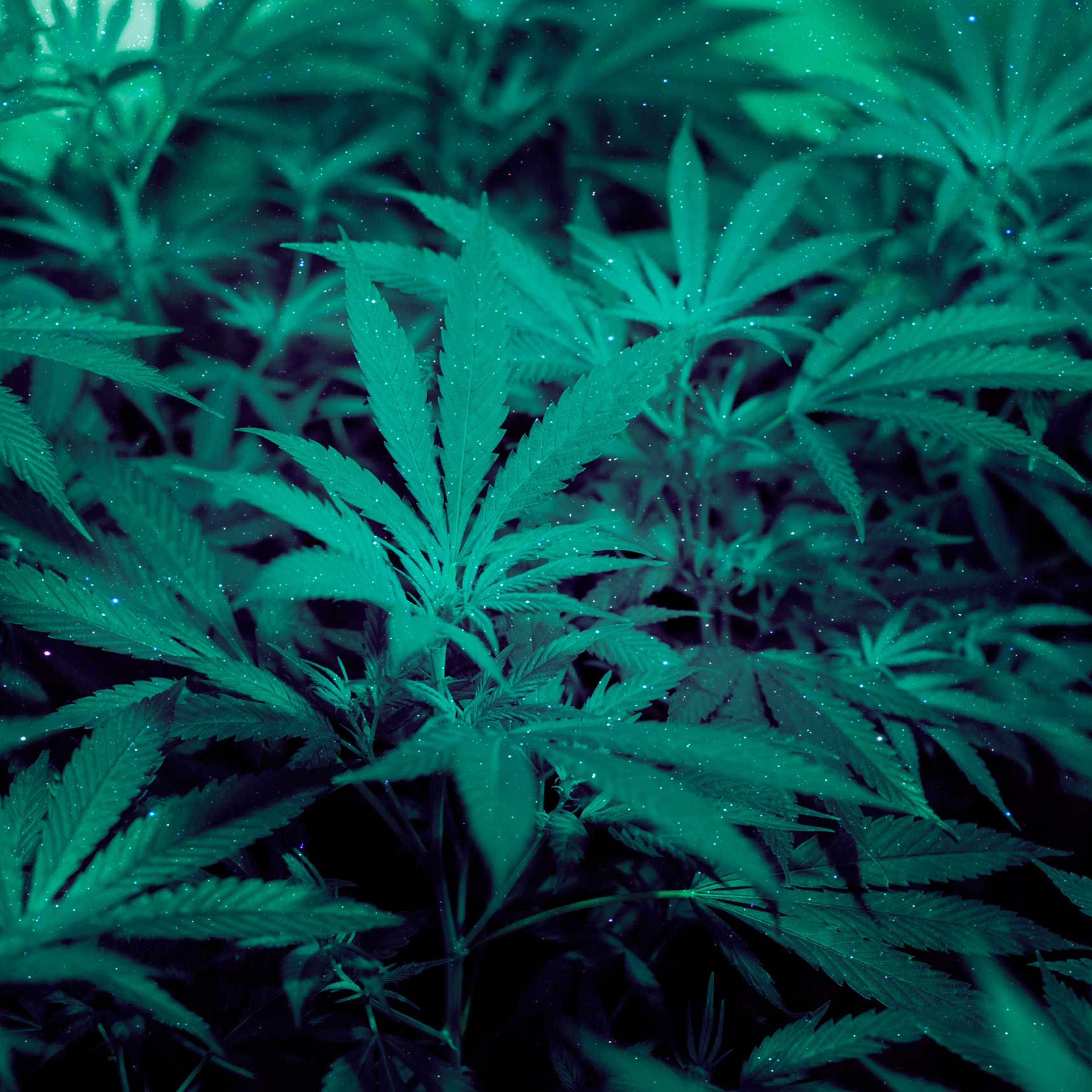 Marijuana Pot Weed