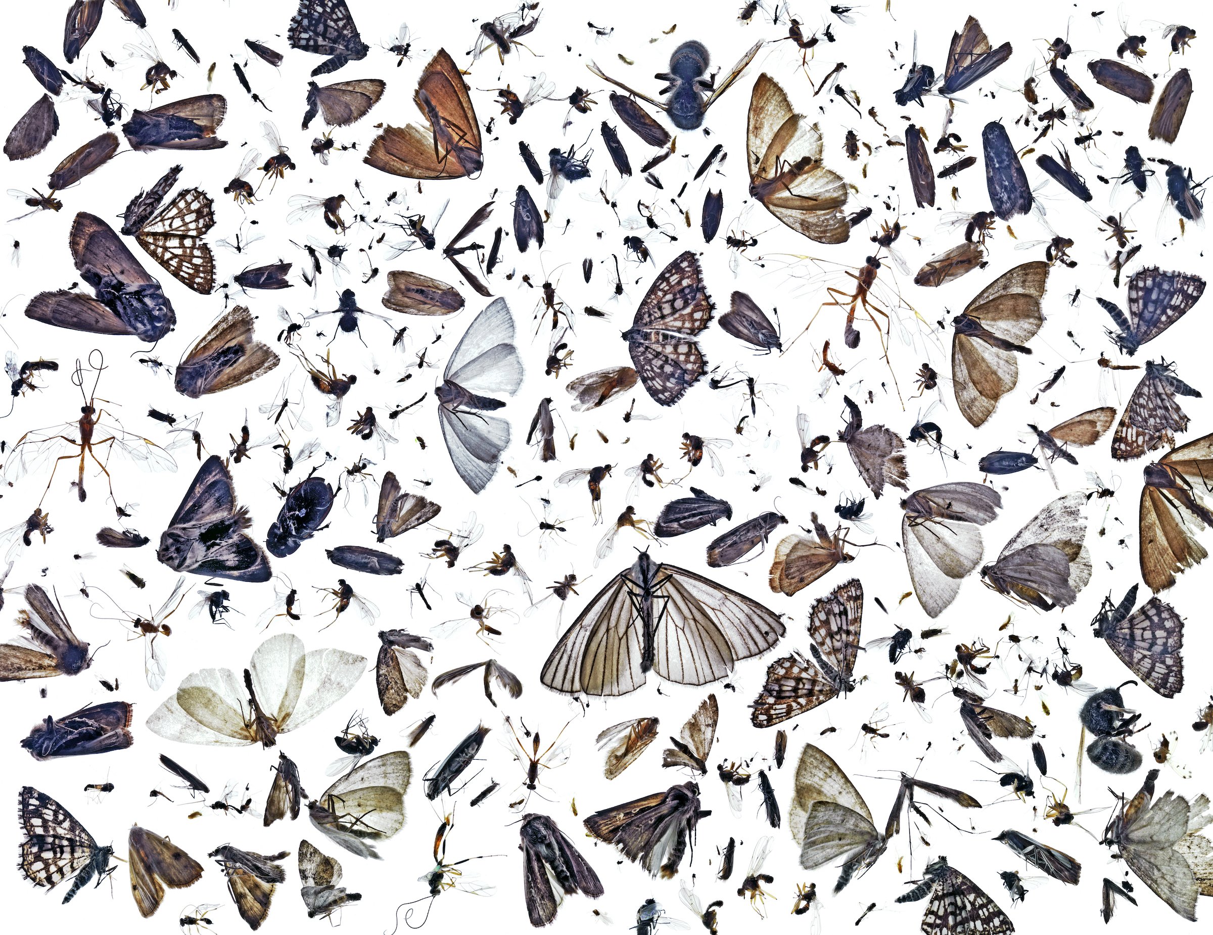 Collection of flying insects, including many moths, killed by accident during summer months when attracted to a lamp, Norway.