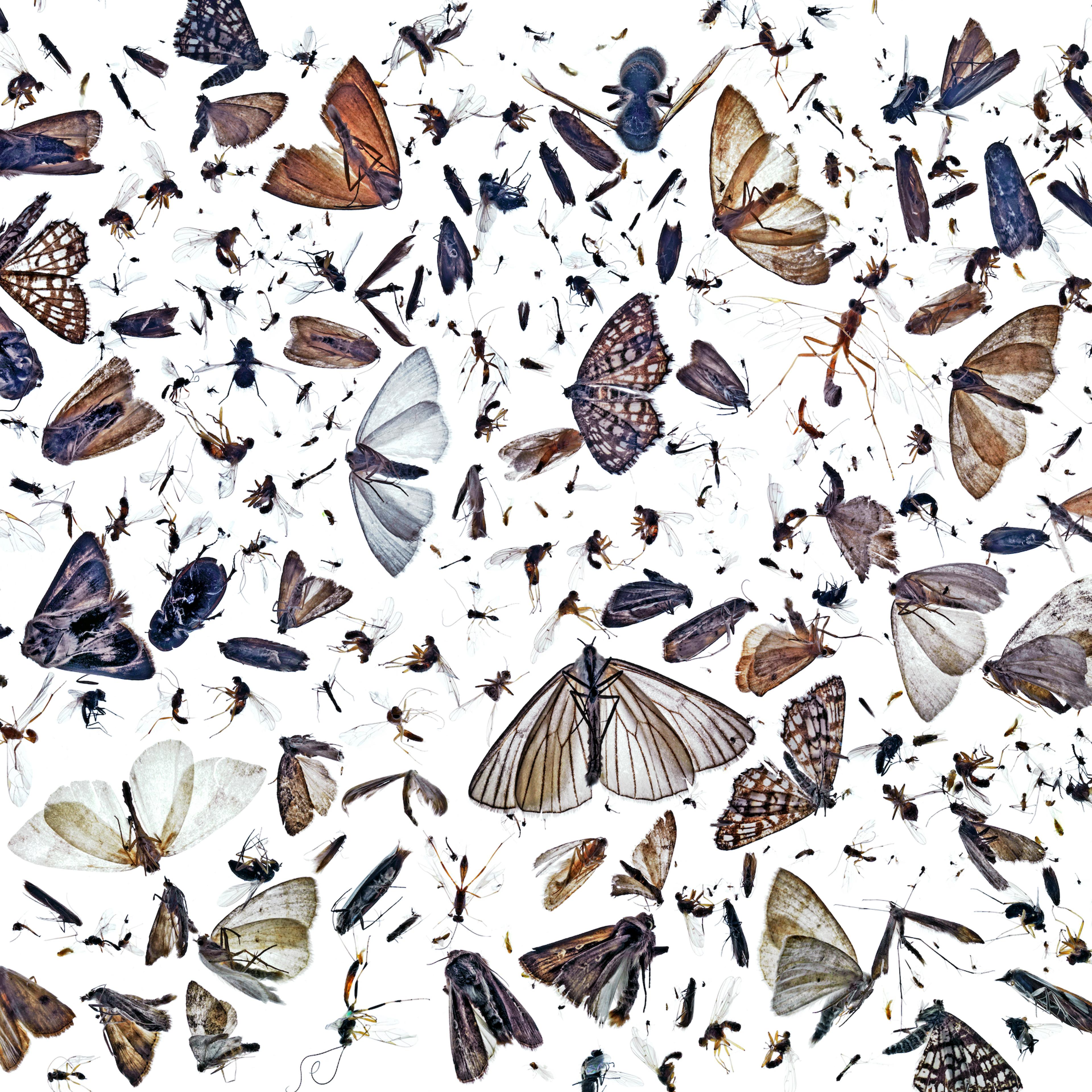 Collection of flying insects, including many moths, killed by accident during summer months when attracted to a lamp, Norway.