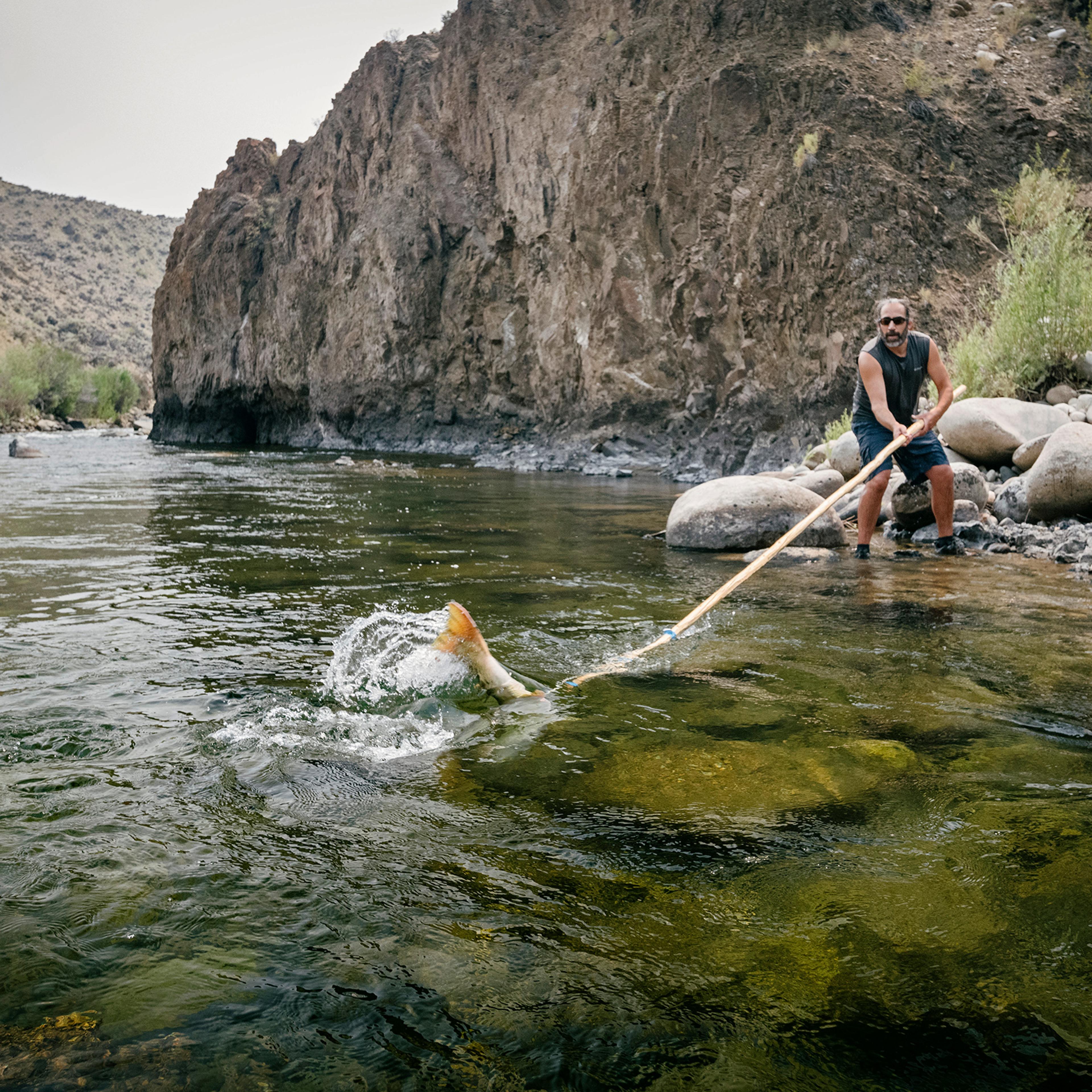 Lytle Denny spears one of three wild chinook the Shoshone-Bannock tribe can take in the season.