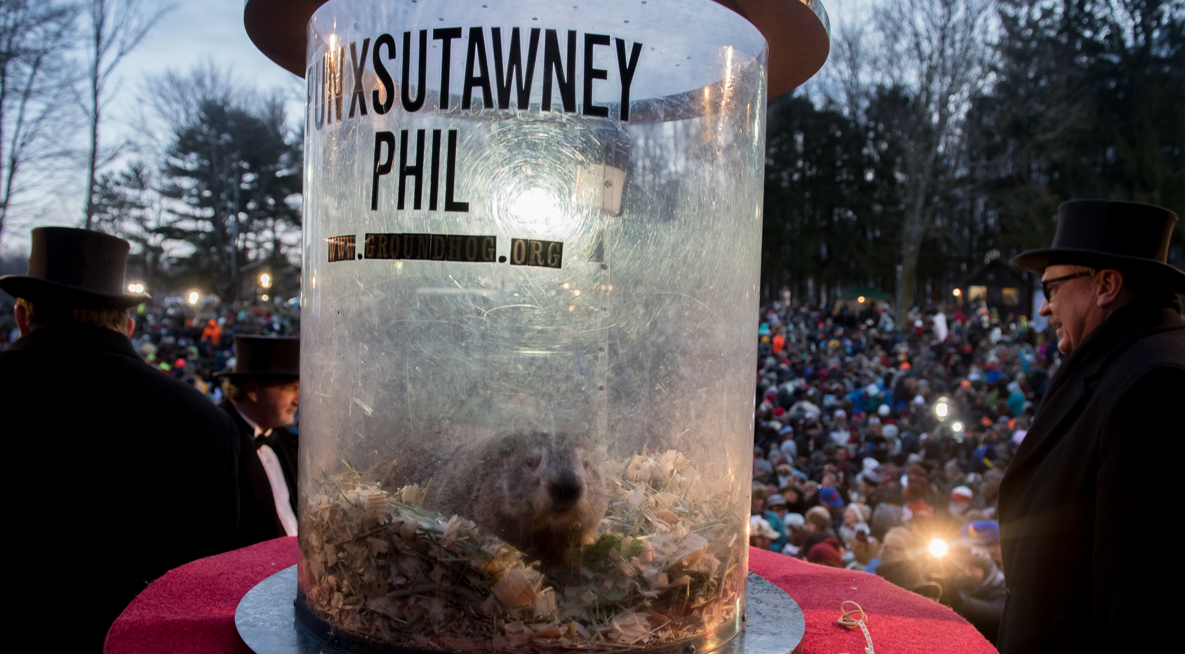 Punxsutawney Phil on Groundhog Day