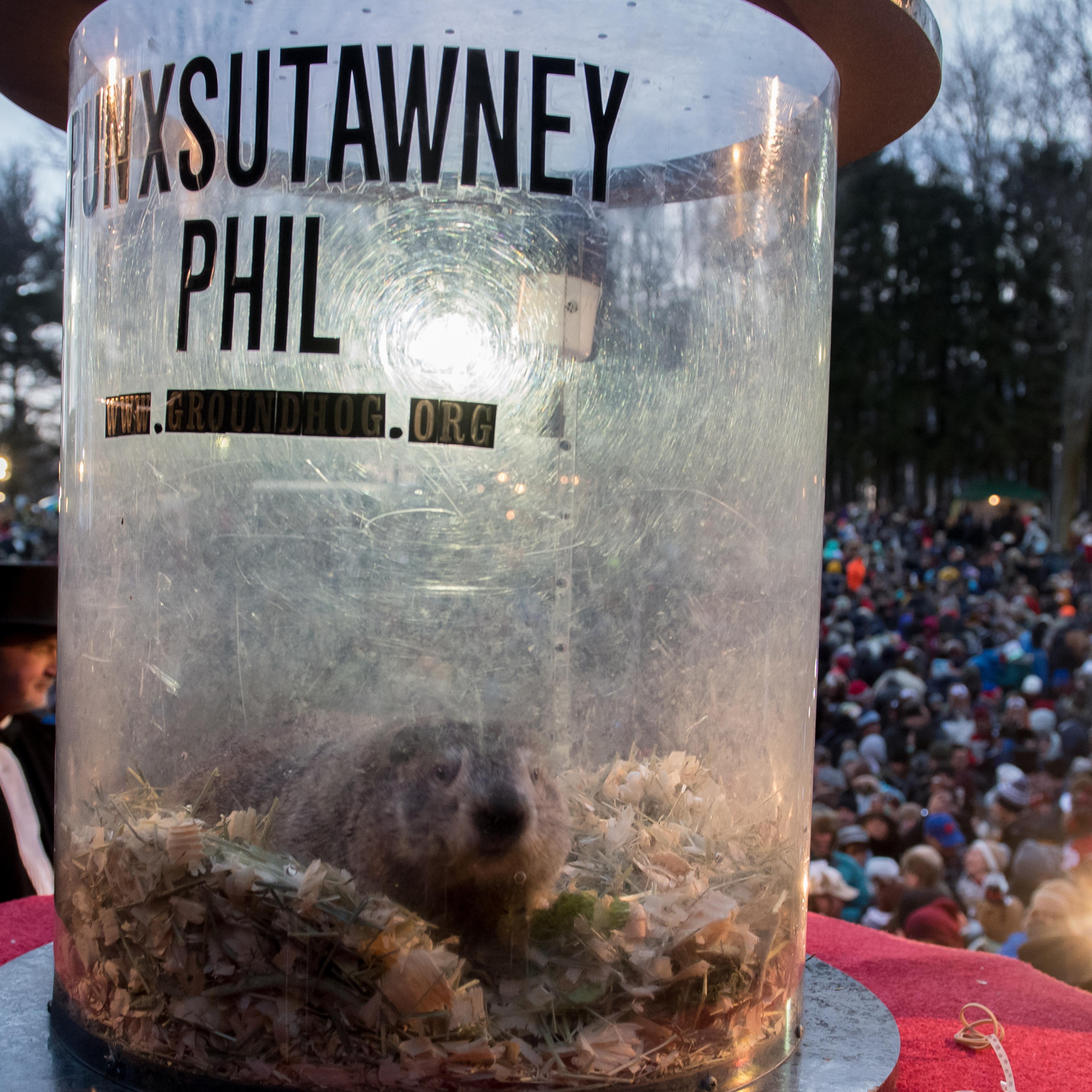 Punxsutawney Phil on Groundhog Day