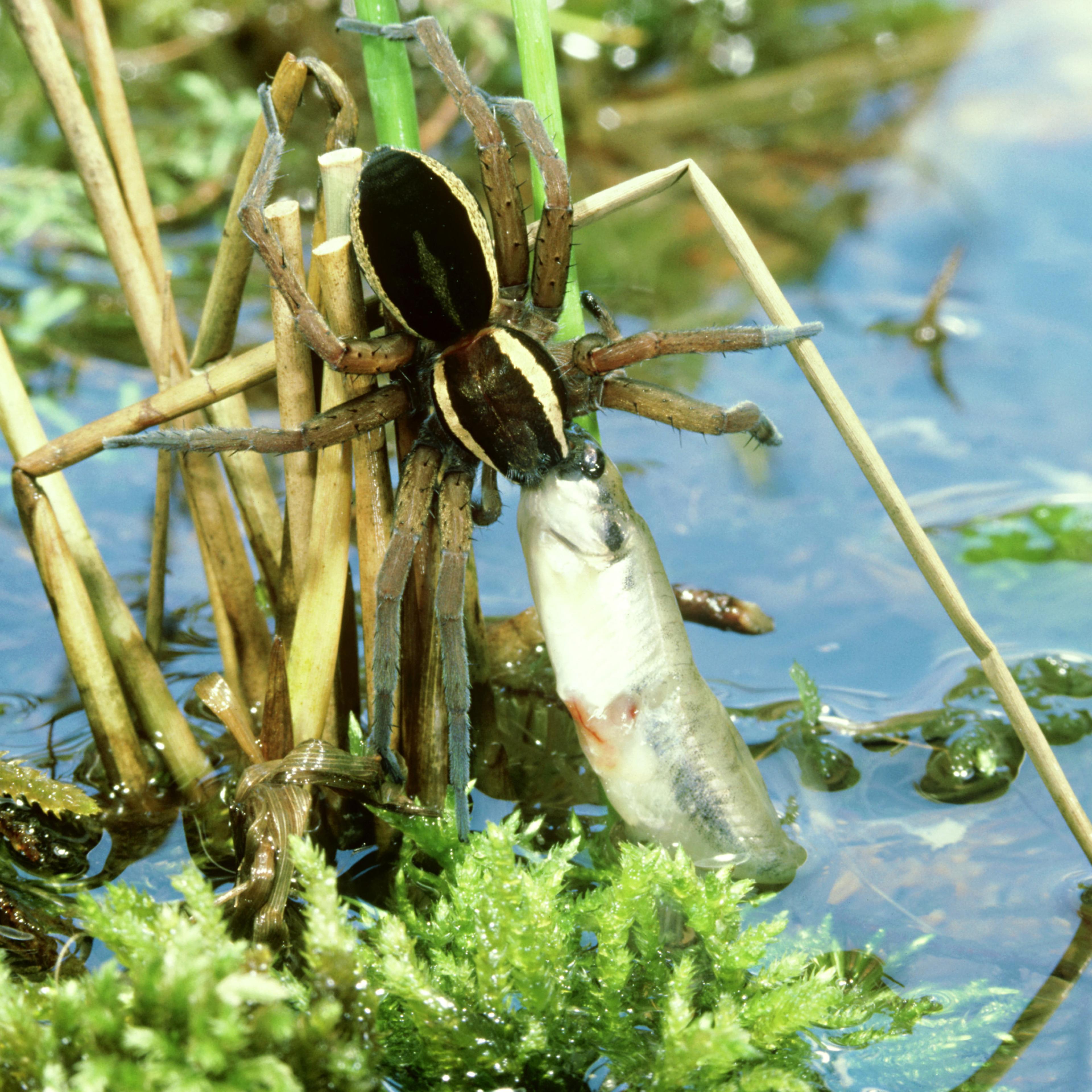 Fish Eating Spider