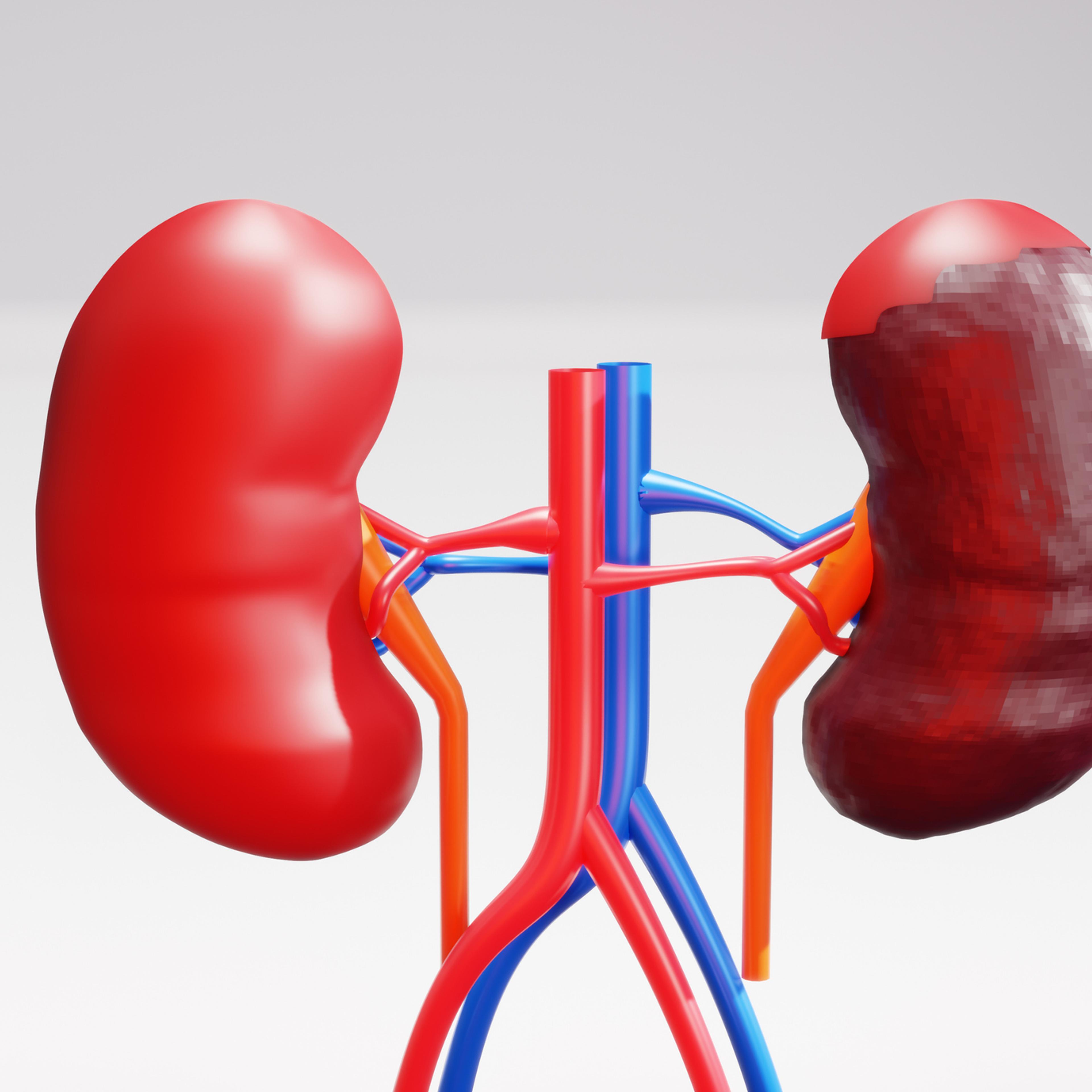human kidneys disease anatomy outside 3d rendering image Concept of urinary system image