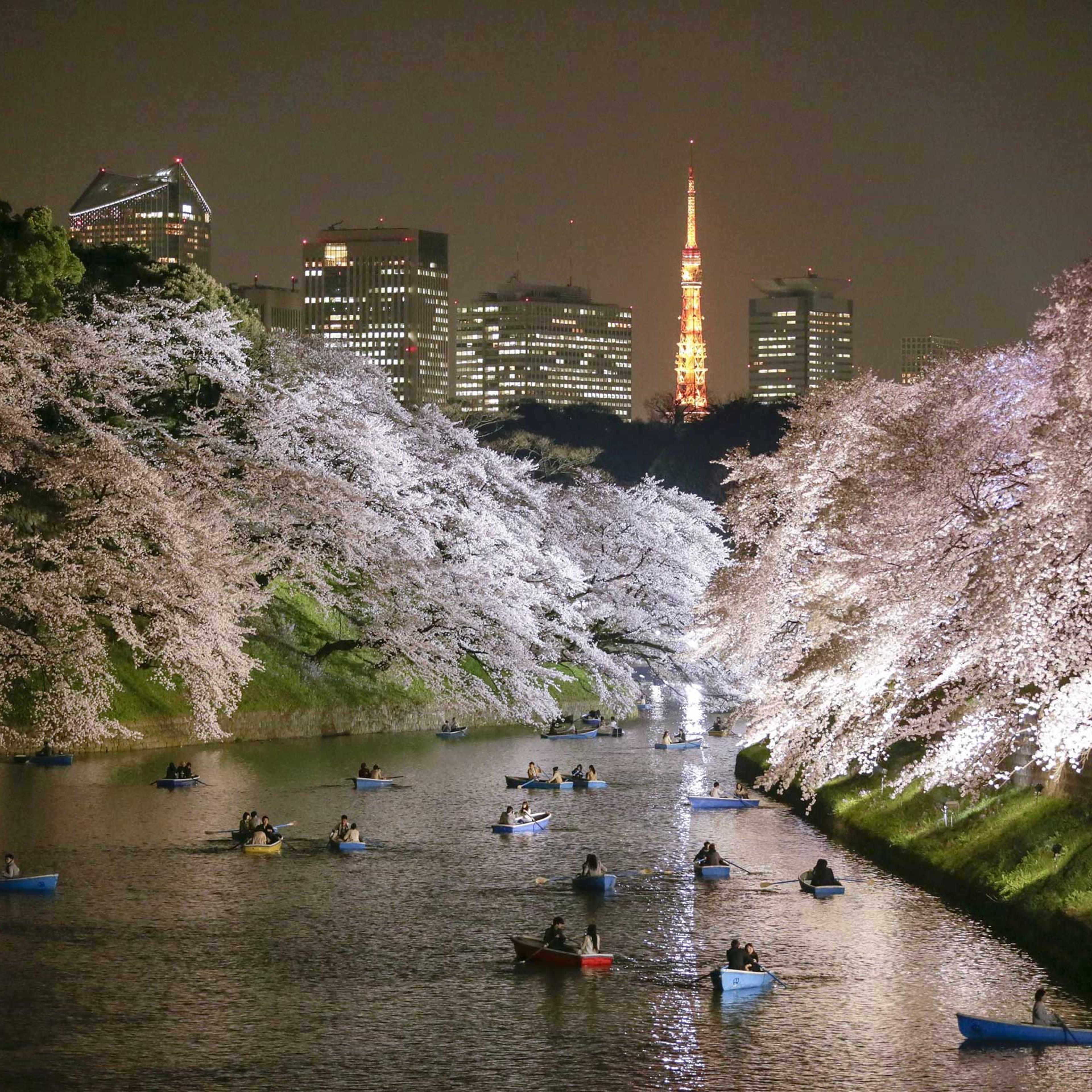People rowing boats enjoy night view of cherry blossoms in full bloom on Chidorigafuchi moat in Tokyo, March 30, 2015.