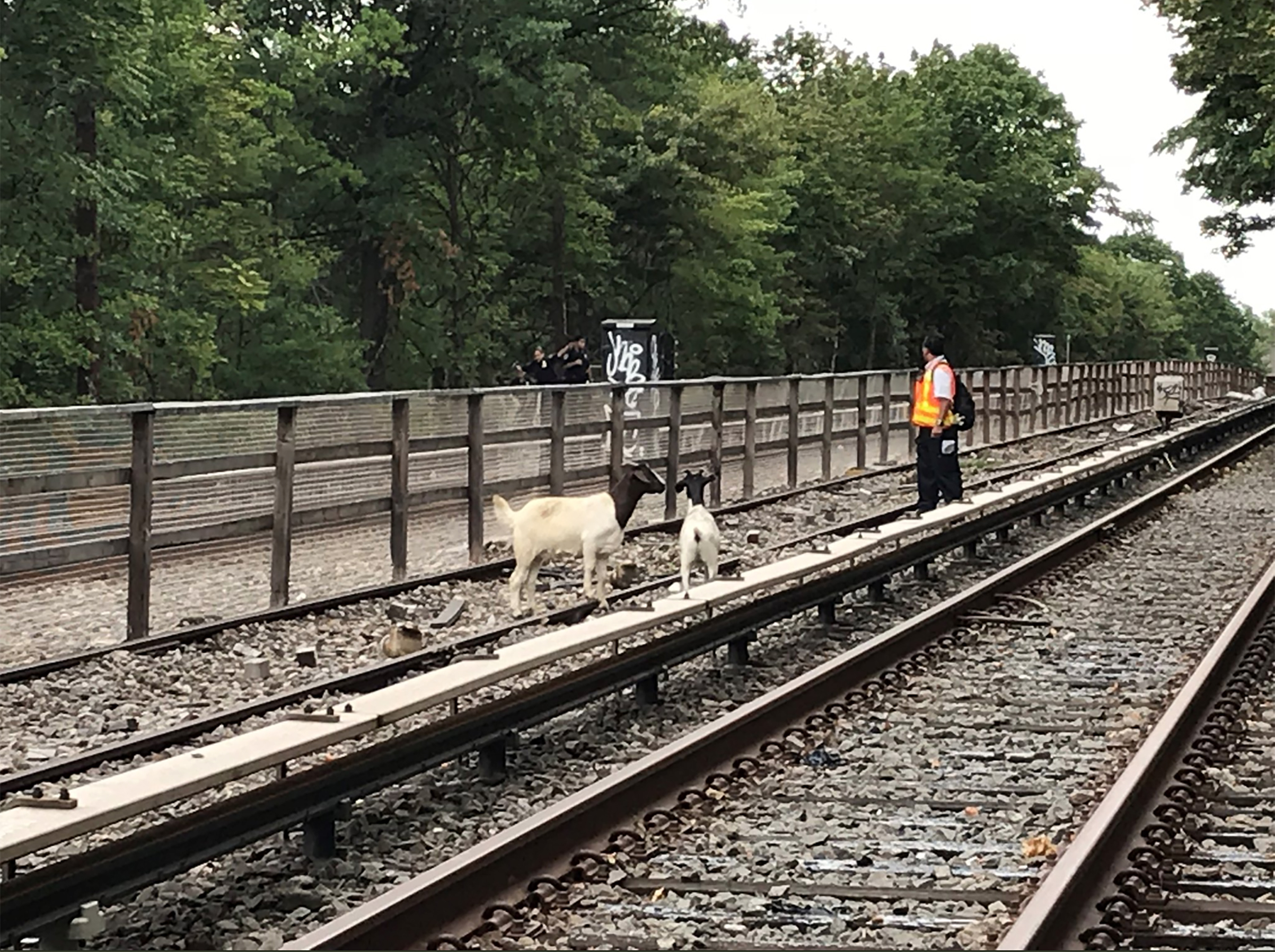 goats-nyc-subway-mta