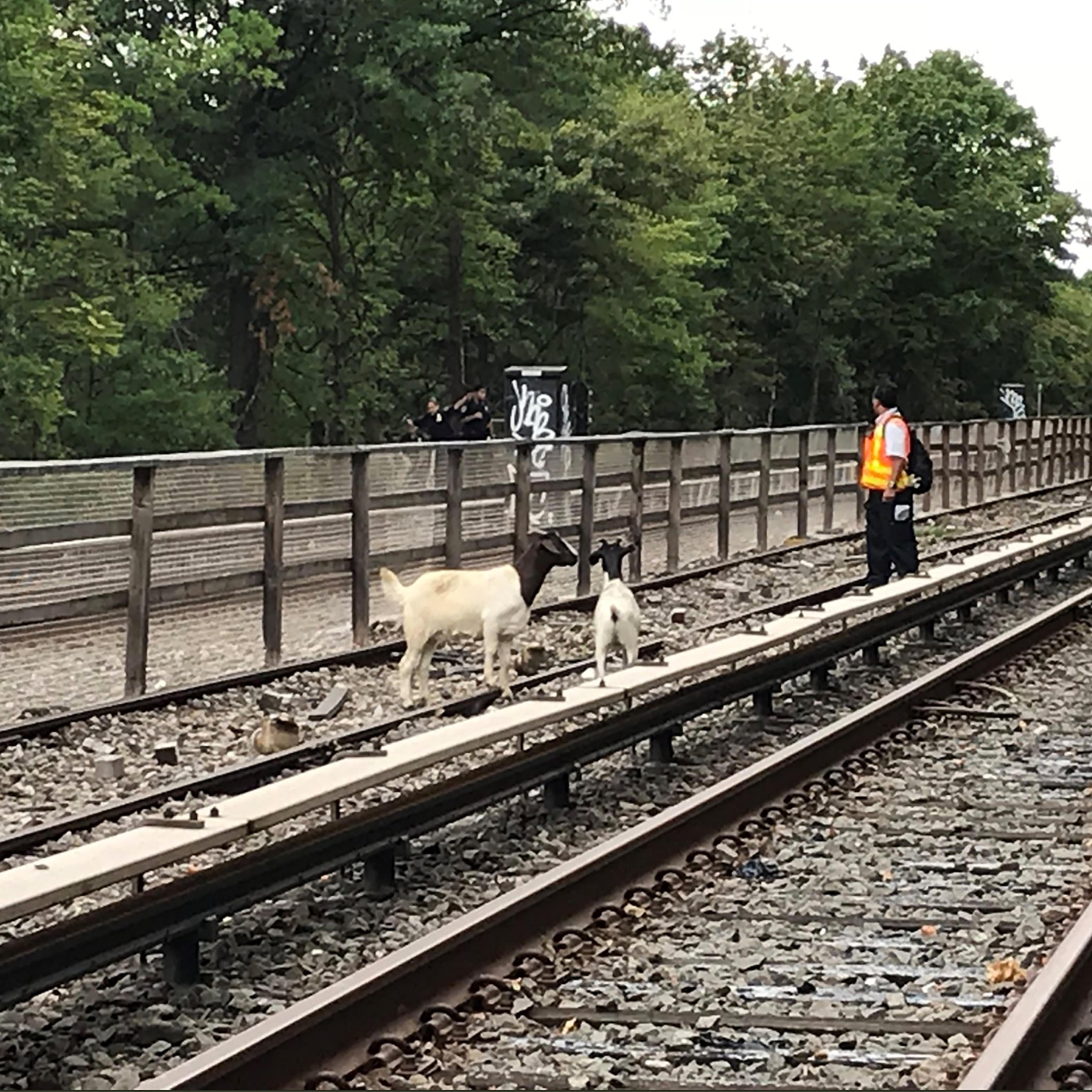 goats-nyc-subway-mta