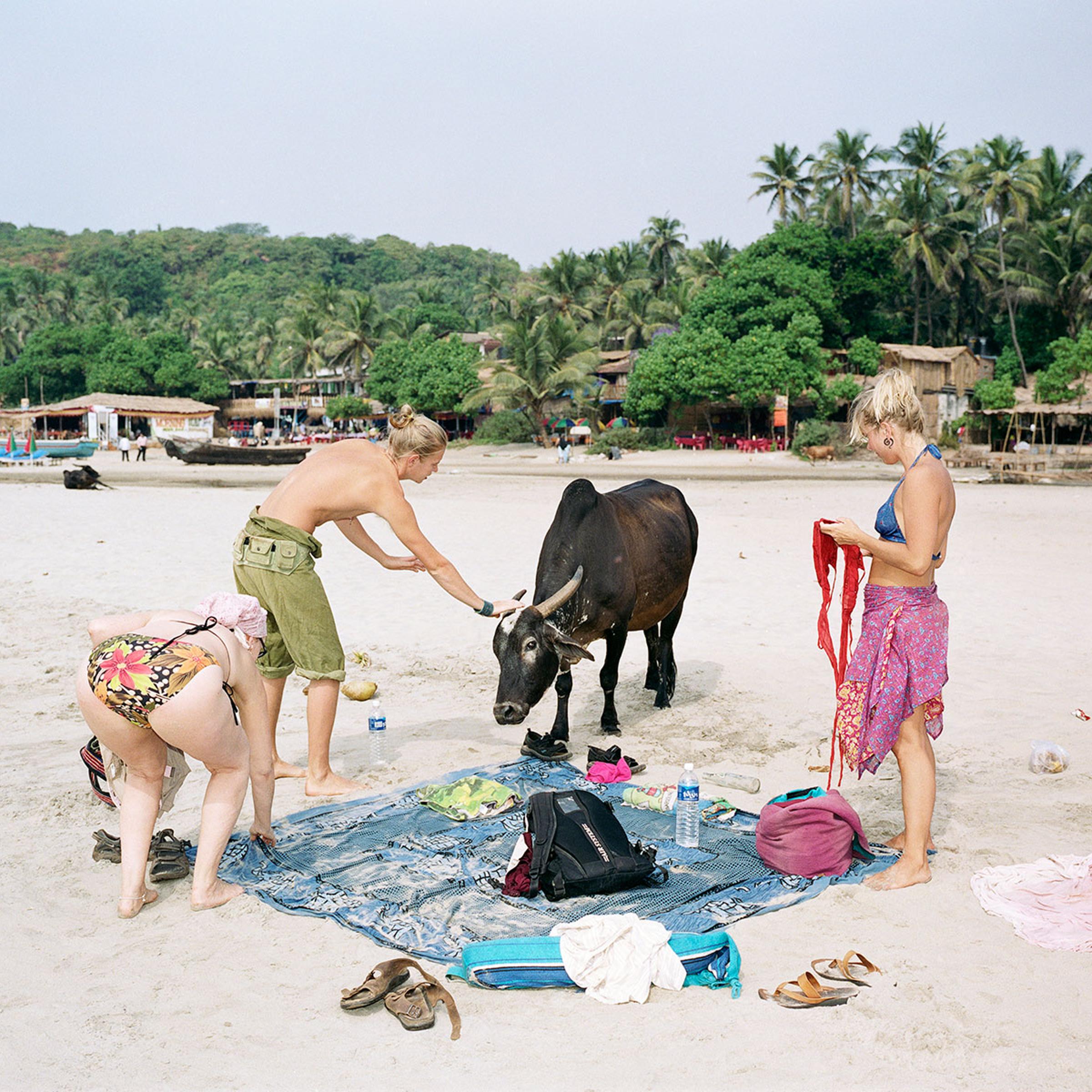 Three backpackers defend their beach towel against a cow. Cows can move with complete freedom in India and in Goa they love the tourists' towels in Arambol, India, January 2007.
