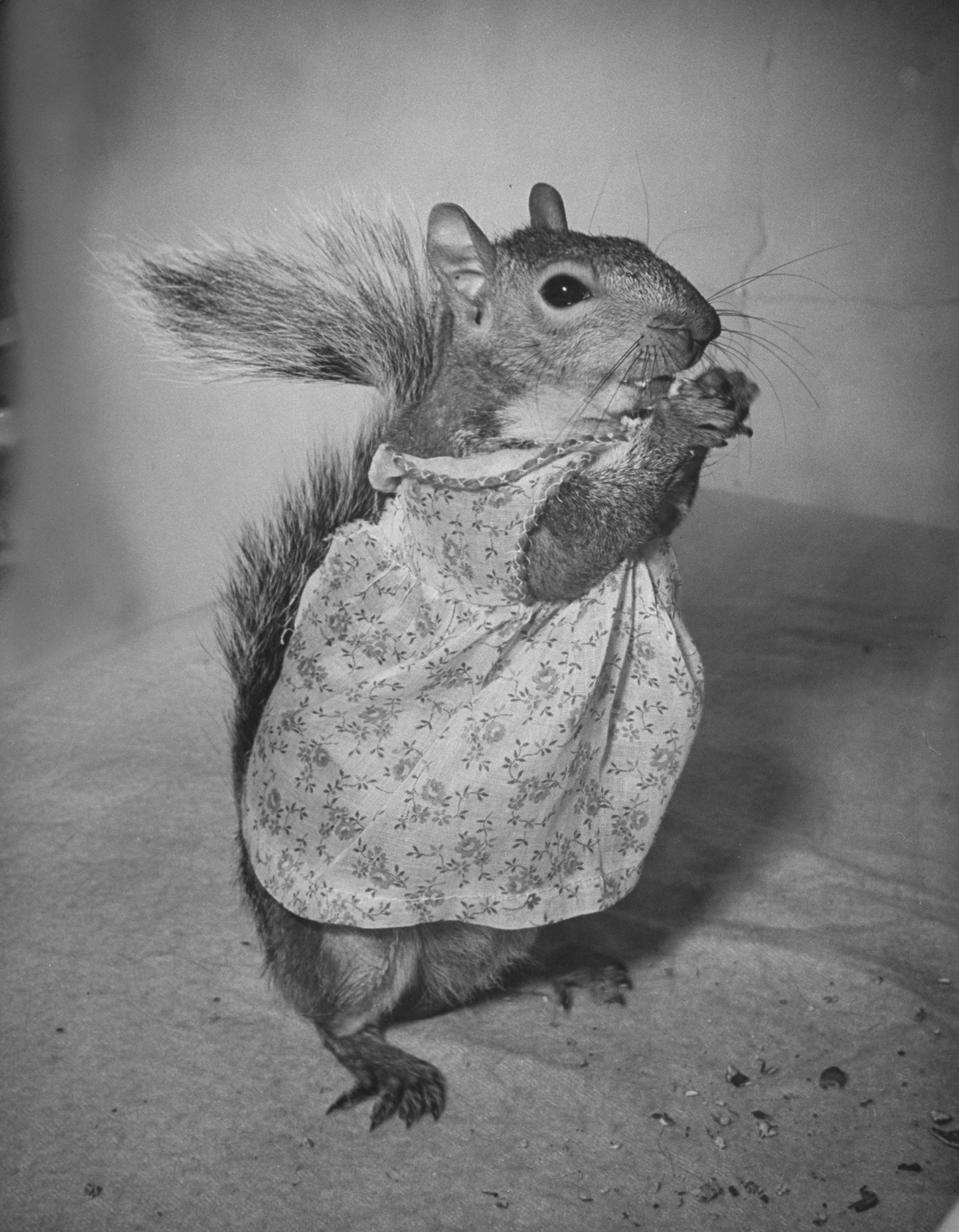 A Squirrel's Guide to Fashion