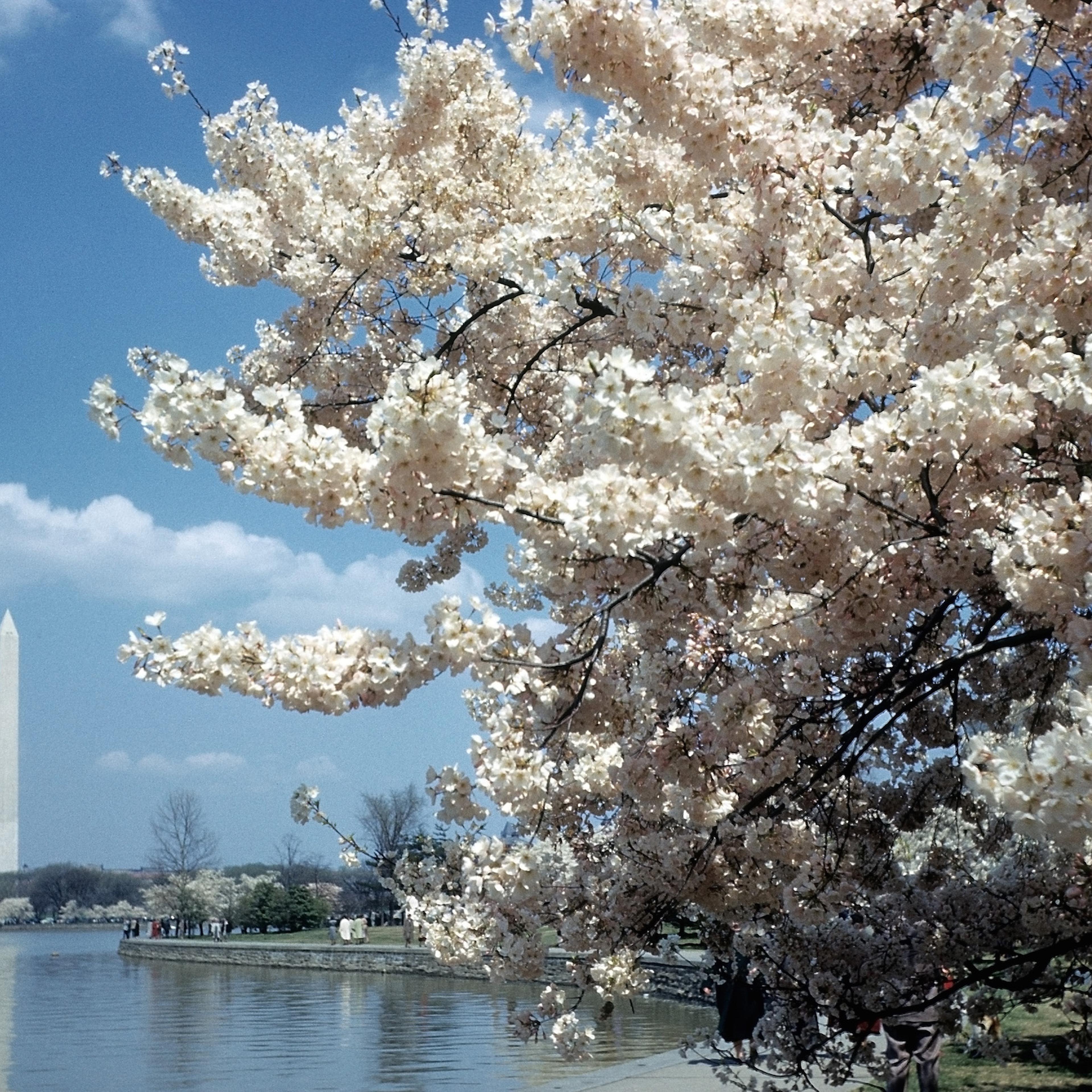 WASHINGTON D.C.