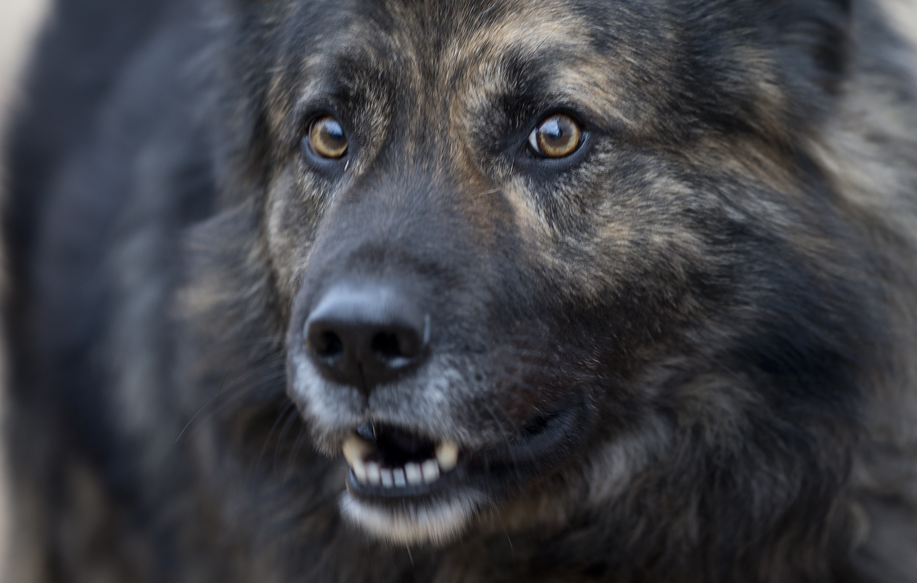 Croatia No Barking