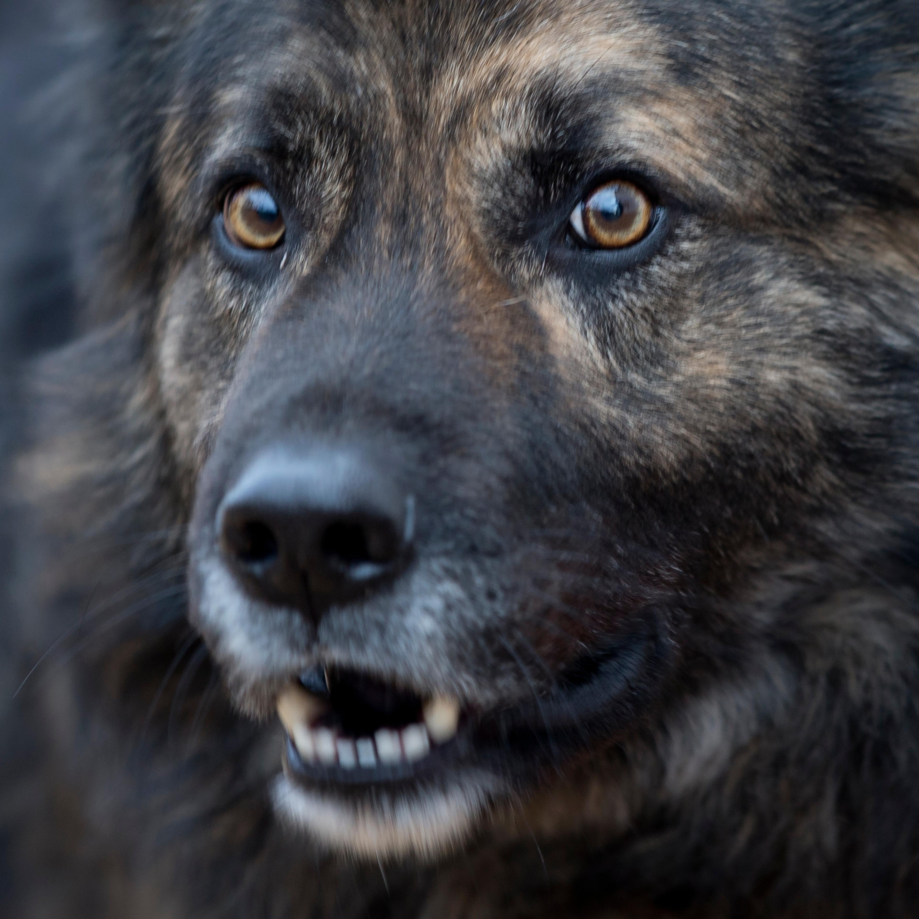 Croatia No Barking