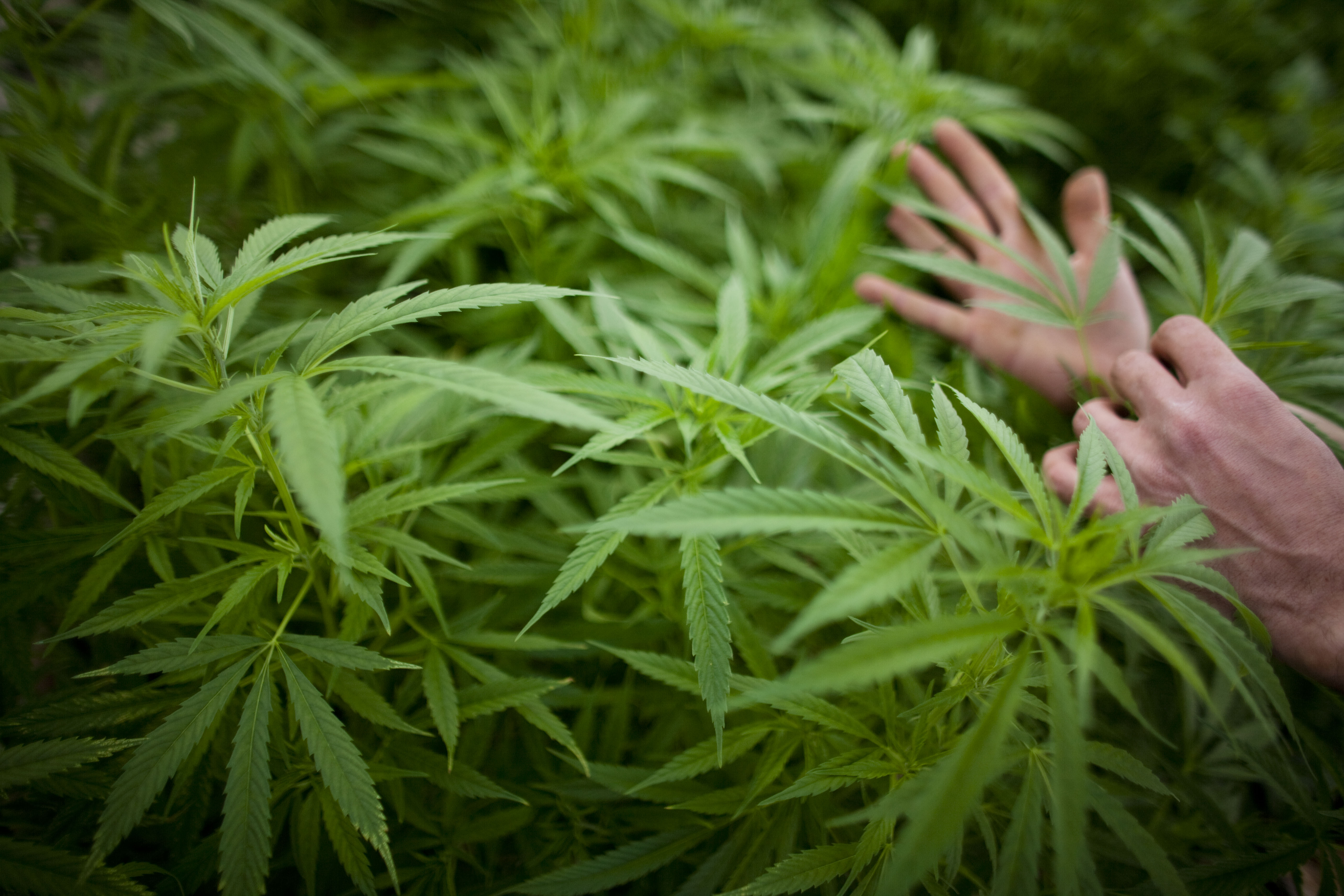 SAFED, ISRAEL - MARCH 07: (ISRAEL OUT) A worker touches plants at a cannabis greenhouse at the growing facility of the Tikun Olam company on March 7, 2011 near the northern city of Safed, Israel. In conjunction with Israel's Health Ministry, Tikon Olam a