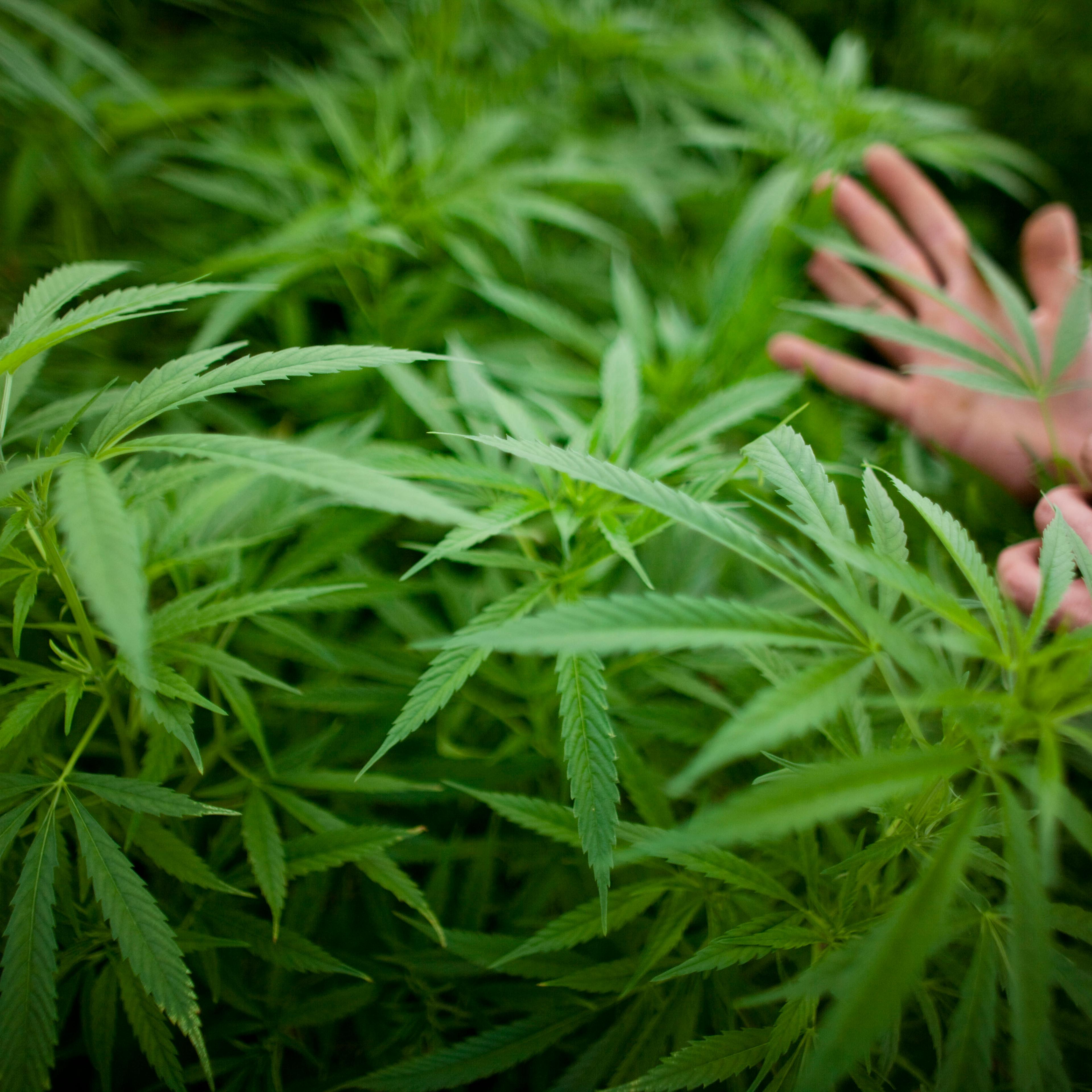 SAFED, ISRAEL - MARCH 07: (ISRAEL OUT) A worker touches plants at a cannabis greenhouse at the growing facility of the Tikun Olam company on March 7, 2011 near the northern city of Safed, Israel. In conjunction with Israel's Health Ministry, Tikon Olam a