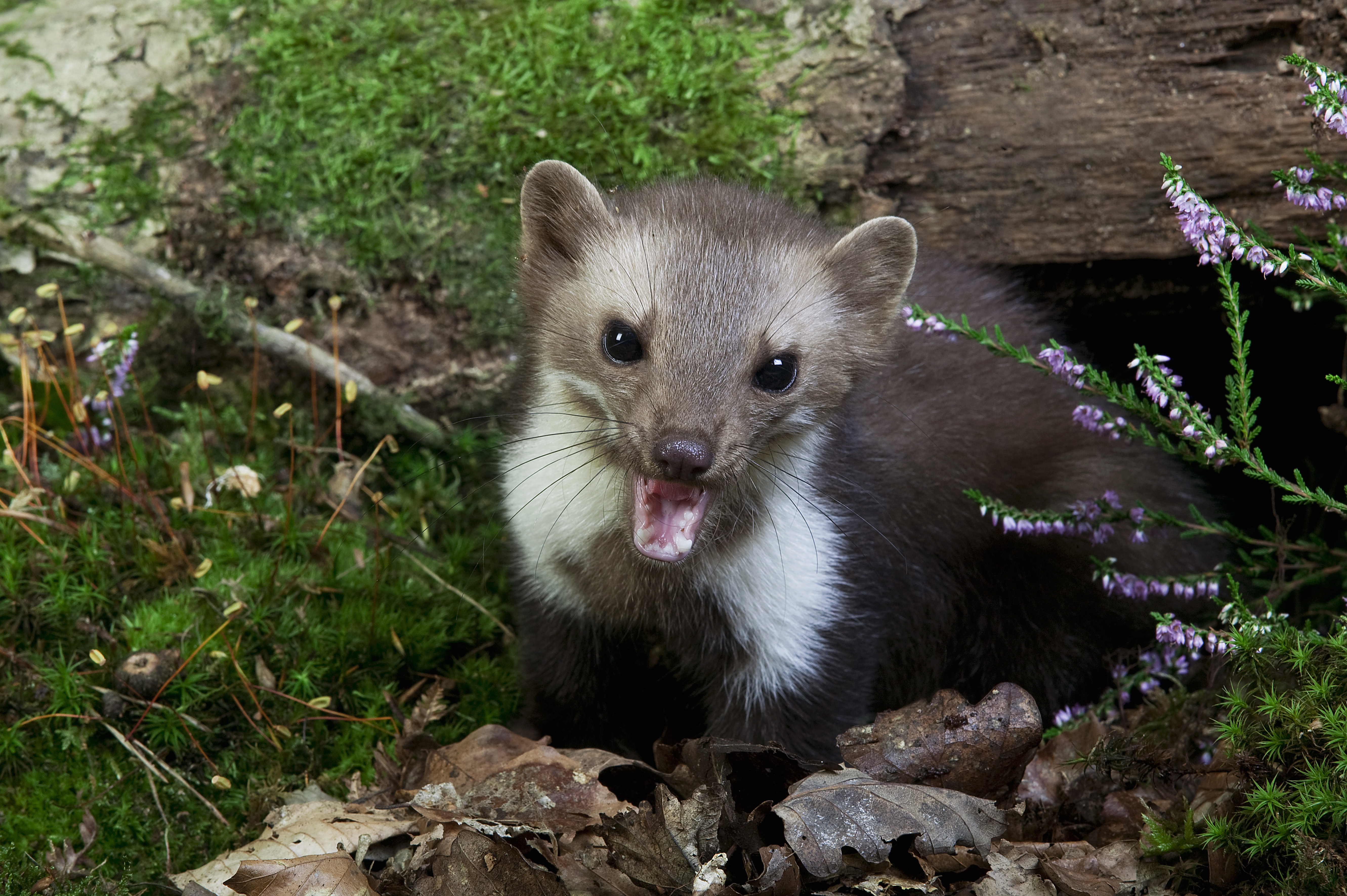 Stone Marten or Beech Marten (Martes foina), Normandy, France