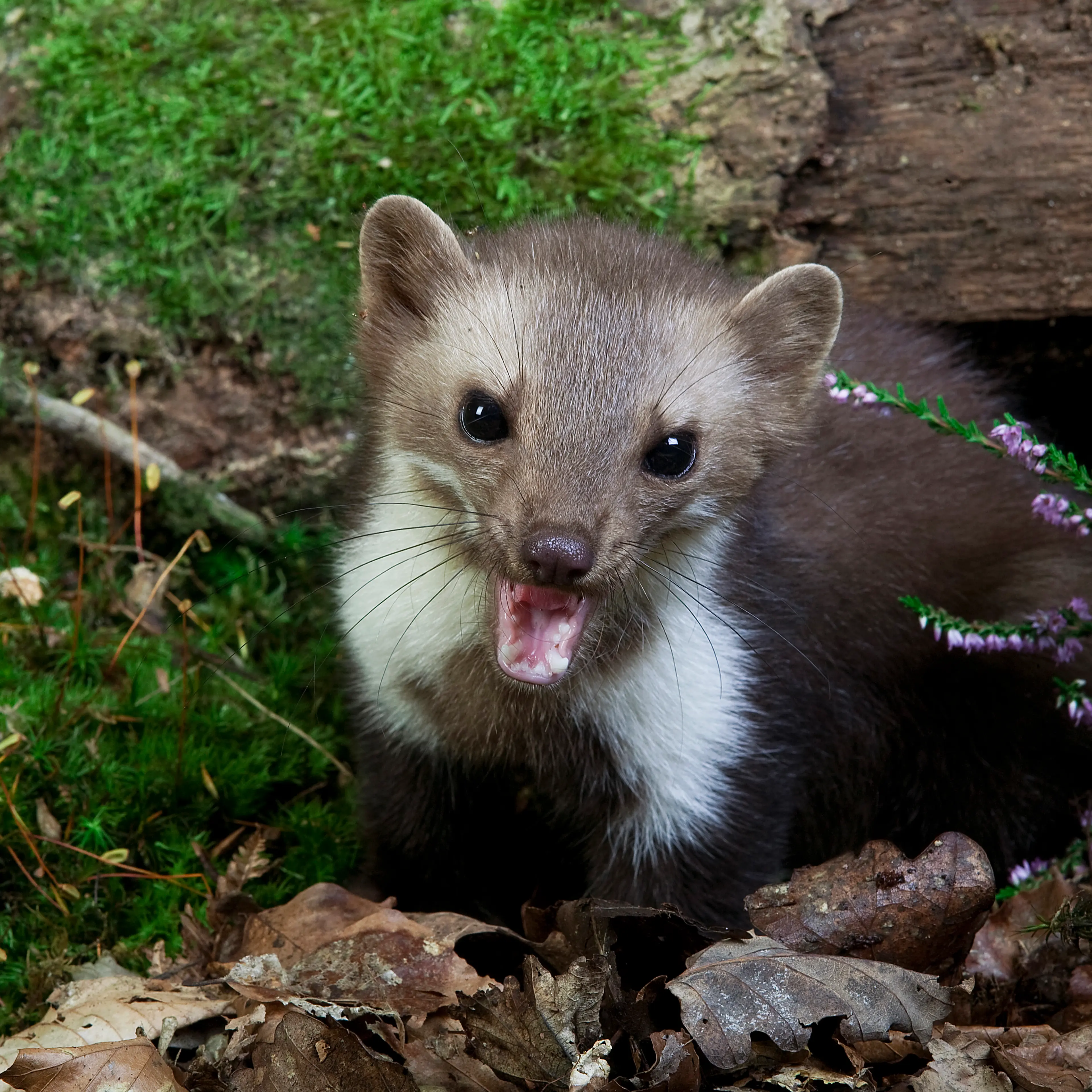 Stone Marten or Beech Marten (Martes foina), Normandy, France