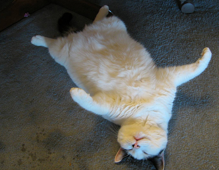 This cat is predicting a storm.