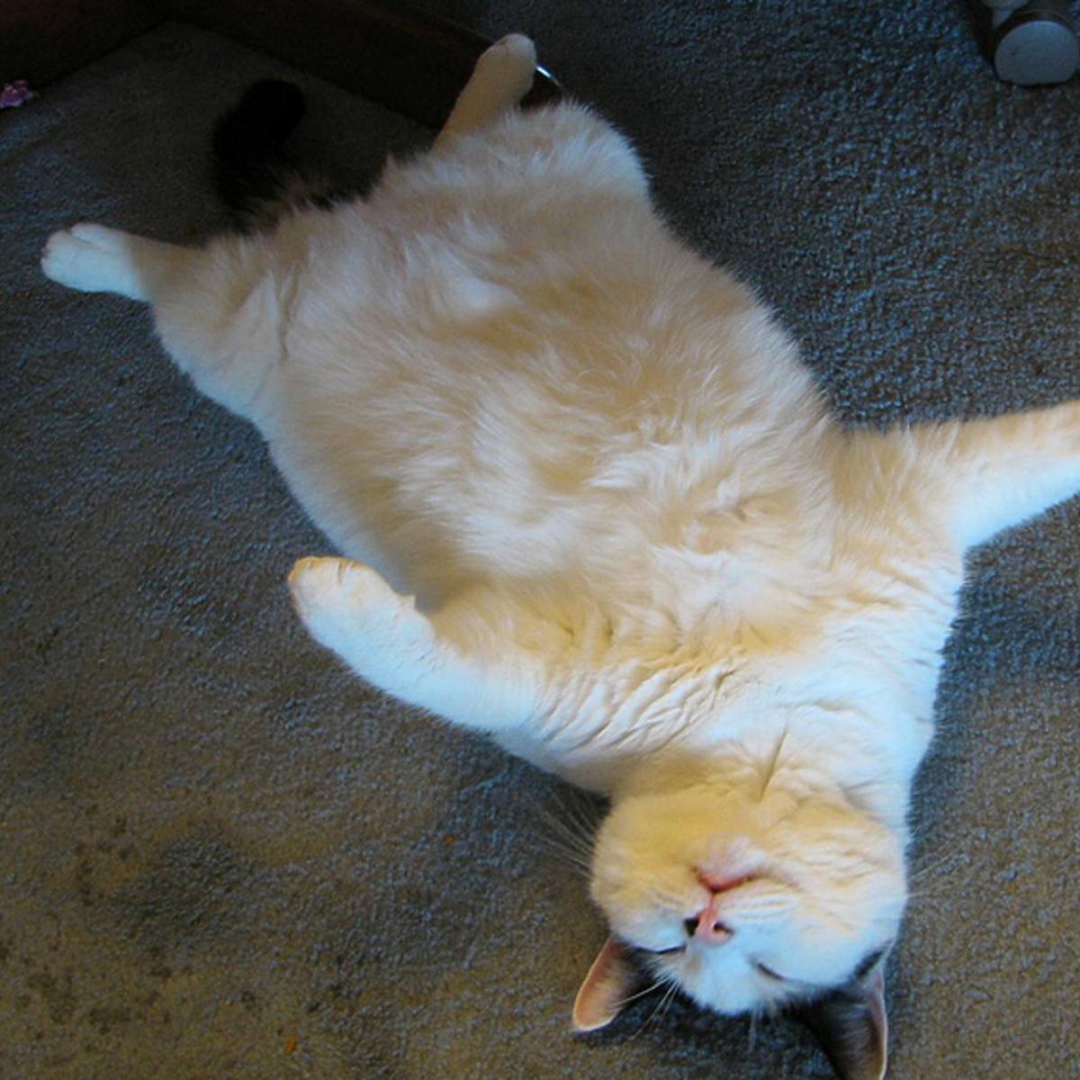 This cat is predicting a storm.