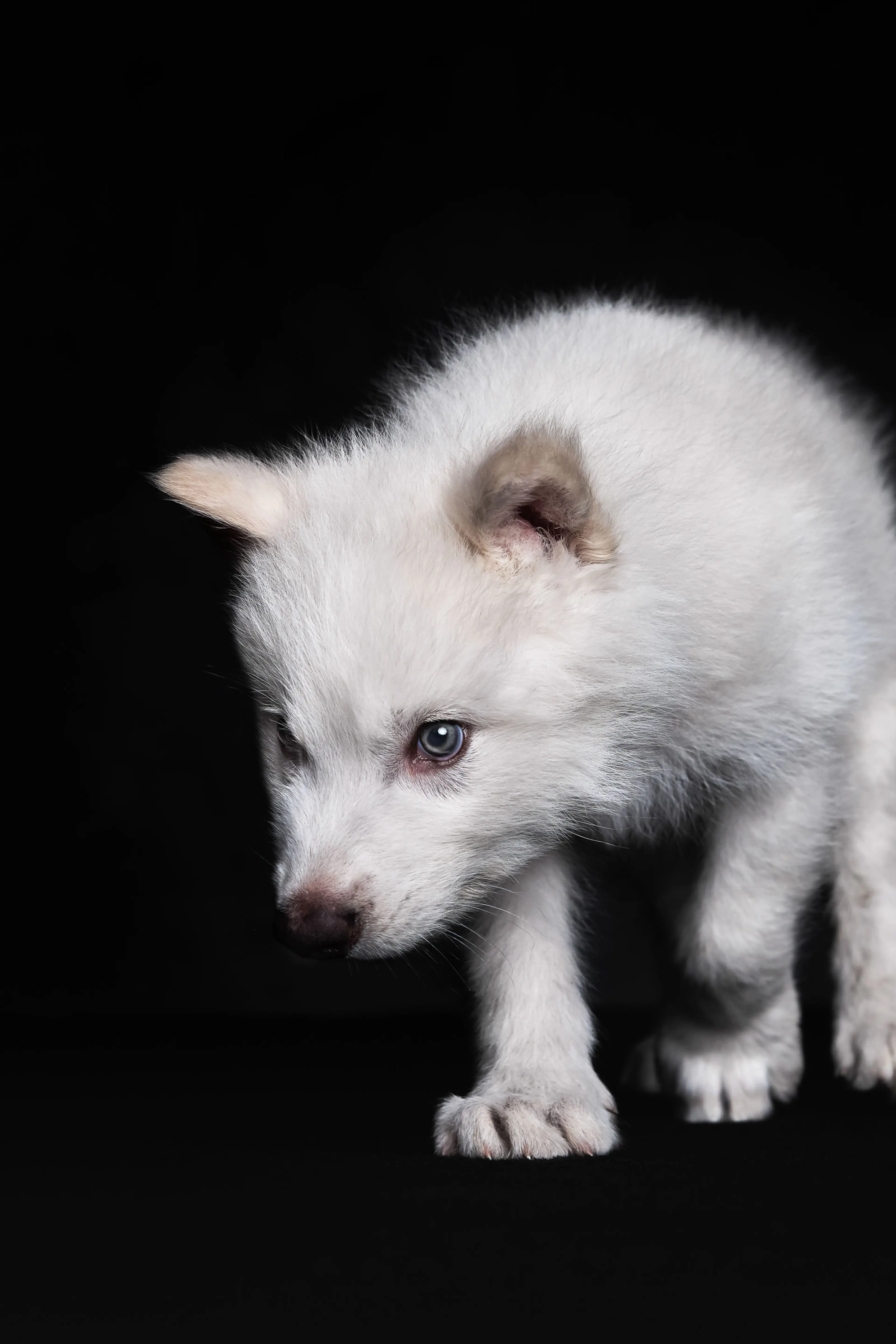 Dire wolf Remus at 2 months old