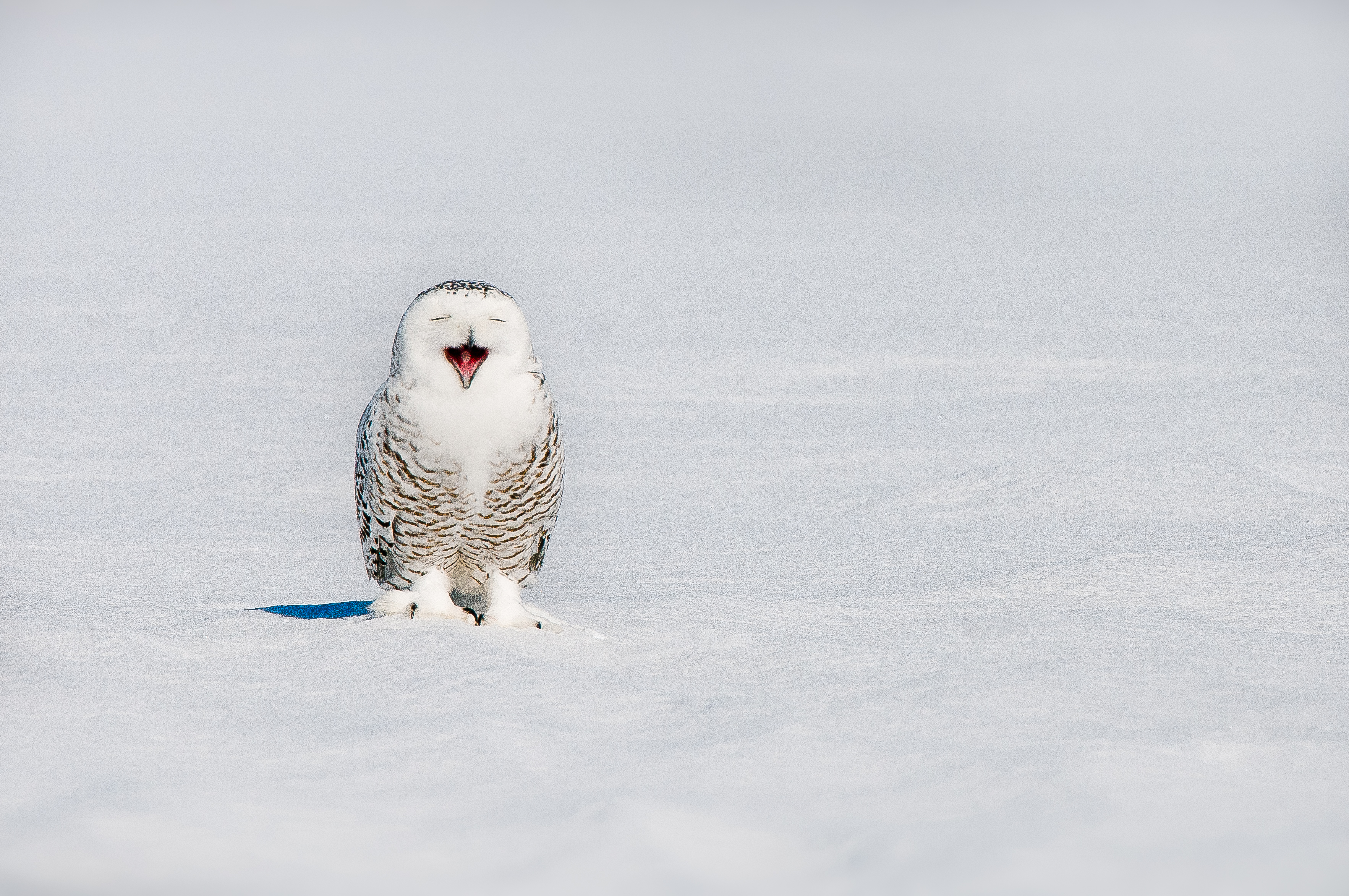 Superb Owl