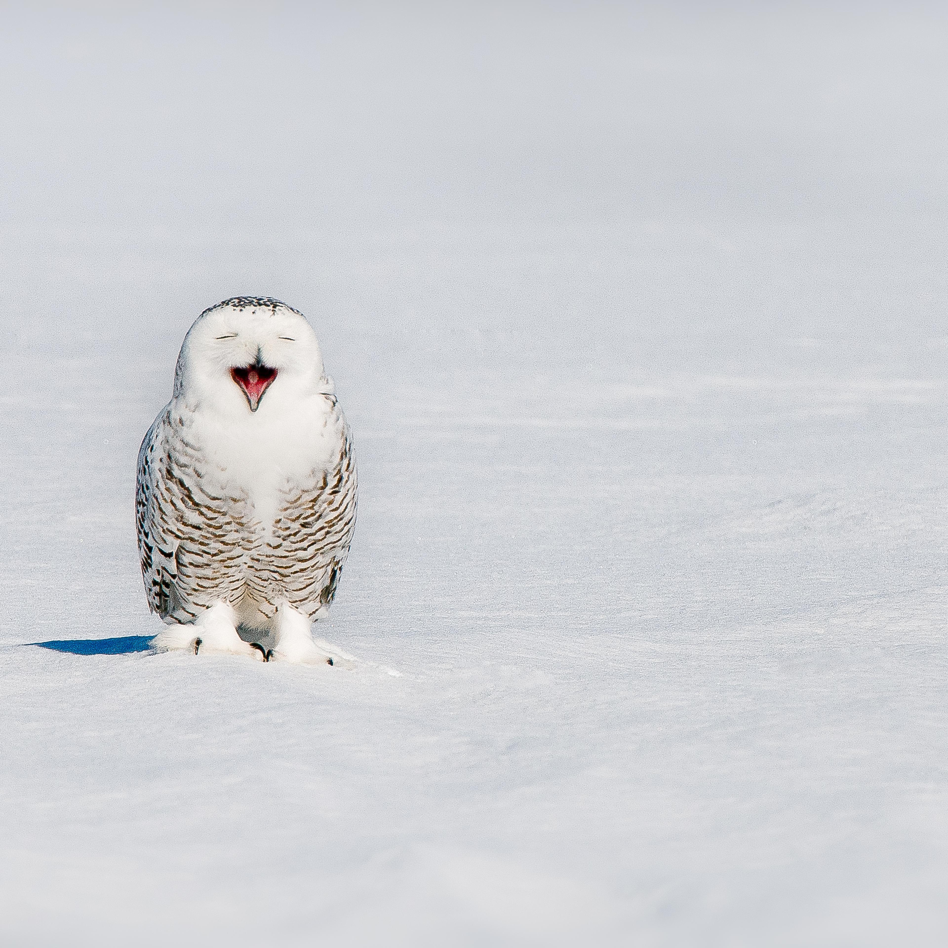 Superb Owl
